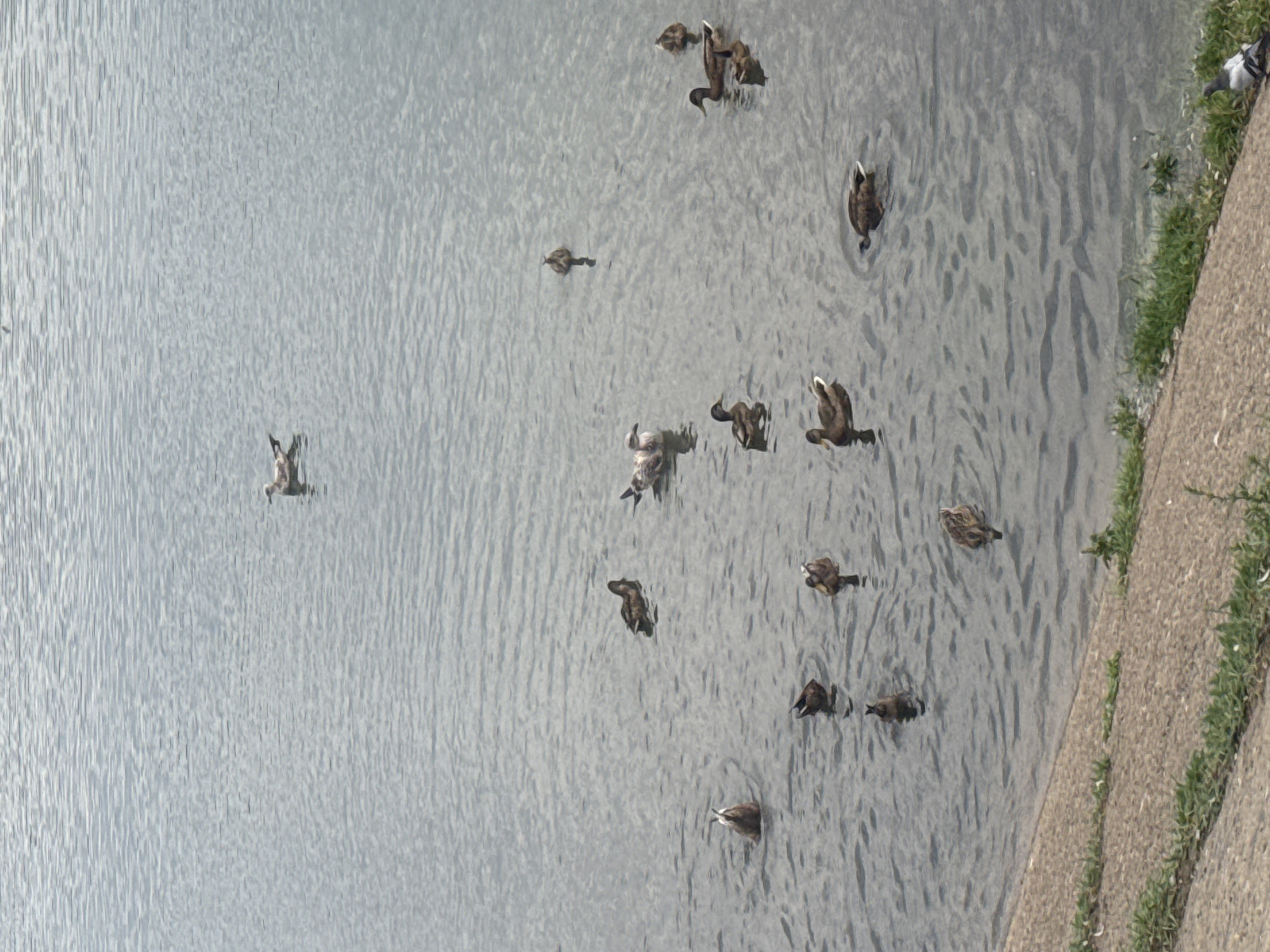 A flock of ducks and a seagull are swimming in a calm body of water, likely a pond or lake. The ducks are mostly dark brown with some white markings, and the seagull is light brown and white. Several ducks are seen with their heads submerged in the water, foraging for food. The scene appears to be in an outdoor urban environment, possibly a park, given the presence of a paved embankment and some sparse vegetation along the edge. The water is a muted grey-blue, reflecting the overcast sky. The overall impression is one of peaceful coexistence between the birds and their aquatic habitat.