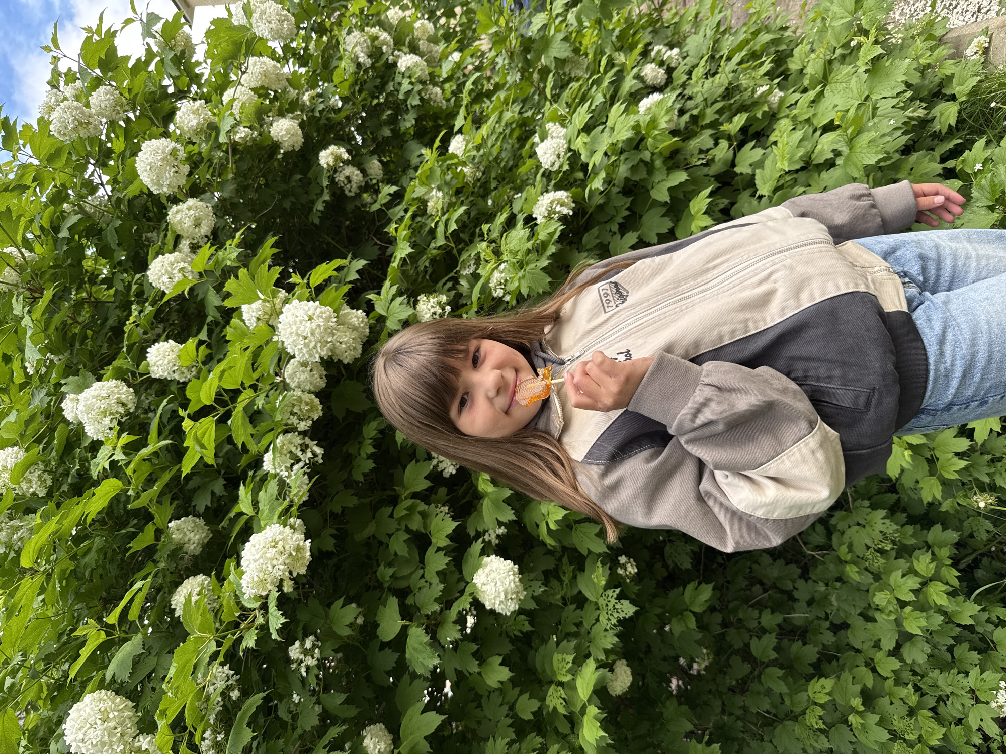 A girl with brown hair and bangs, wearing a gray and black jacket and jeans, is standing in front of a large bush with white flowers, possibly in a park or garden in Шебунино, Russia. She is holding an orange lollipop in her mouth. The bush is full of green leaves and white, ball-shaped flowers. The background is a mix of green foliage and sky.