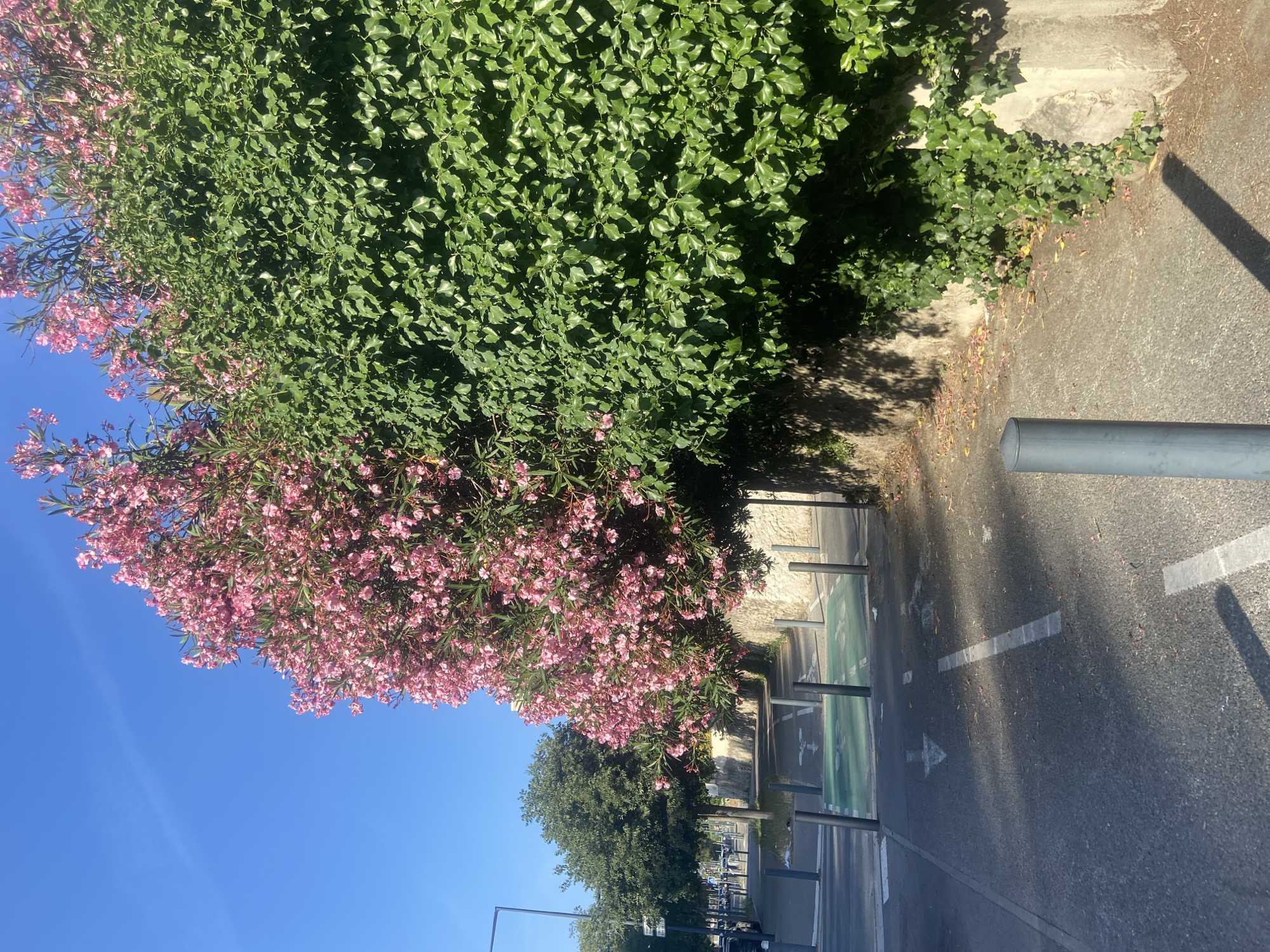 The image captures a sun-drenched scene in a city, with a clear blue sky dominating the upper left quadrant. A vibrant pink oleander bush, laden with flowers, grows alongside a thick wall of green ivy. The plants are positioned along a street with a dedicated bike lane marked by green paint and white directional arrows. Several dark grey bollards are present along the edge of the bike lane. Beyond the bike lane, a sidewalk is visible, lined with trees and parked cars. A street lamp stands on the left side of the image. The ground is paved, with scattered fallen leaves and petals from the flowering bush. The scene appears to be an outdoor urban environment on a bright, sunny day.