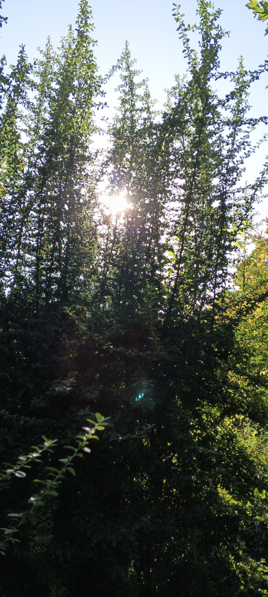 A low-angle vertical medium shot captures a dense canopy of green foliage against a bright sky, with the sun prominently shining through the branches and leaves. The sunlight creates a lens flare in the center of the image and a smaller, distinct cyan lens flare towards the bottom right. The foliage is lush and appears to be part of a large bush or hedge, with smaller, lighter green leaves visible in the foreground and darker, more shadowed leaves filling the majority of the frame. In the upper portion of the image, individual branches and leaves are more distinctly visible, silhouetted against the sky. To the far right, a patch of yellow and green leaves suggests a different type of tree or shrub. The scene is an outdoor environment, likely a garden or park. The image quality is good, with clear detail in the foliage. The specific location in Tashkent, Uzbekistan, cannot be determined from the visual information provided.