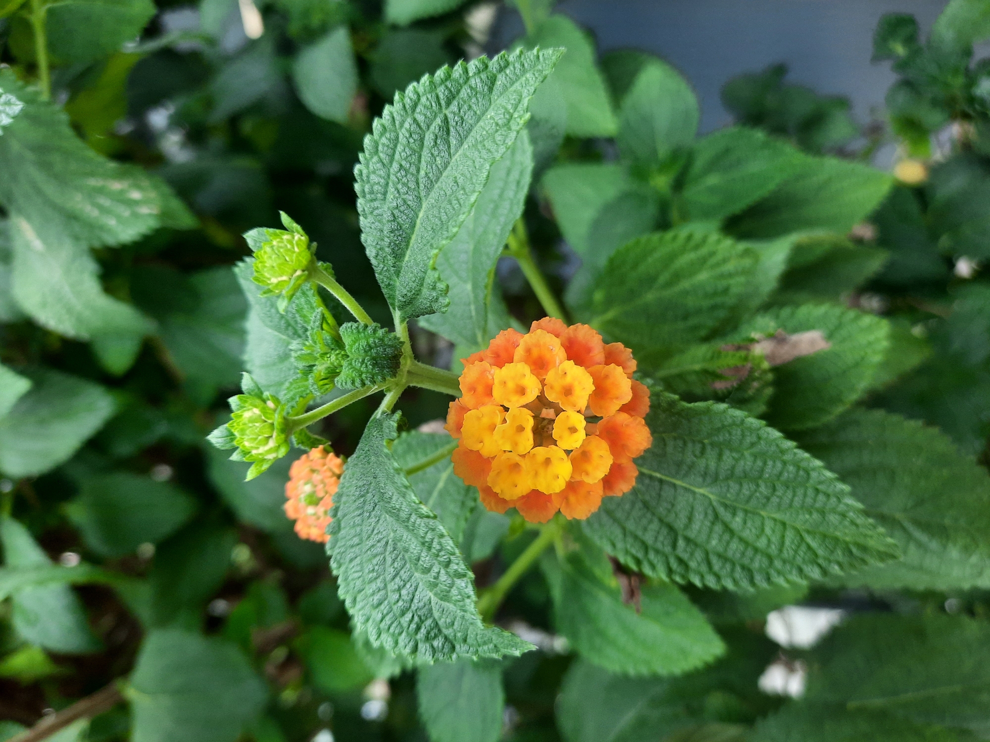 This is a close-up, eye-level, natural light photograph of a cluster of orange and yellow Lantana flowers in bloom, set against a backdrop of lush green foliage. The flowers are small and tightly packed together, forming a rounded inflorescence. Several small, green buds are visible above the open flowers, indicating ongoing growth. The leaves of the plant are textured with visible veins and serrated edges, and they are a vibrant green. The background is blurred, suggesting a shallow depth of field, and consists of more green leaves and some darker, out-of-focus elements. The overall impression is one of natural beauty and vibrant color. The image is of a plant and its flowers and there is no indication of Rosenheim, Germany or any other specific location.