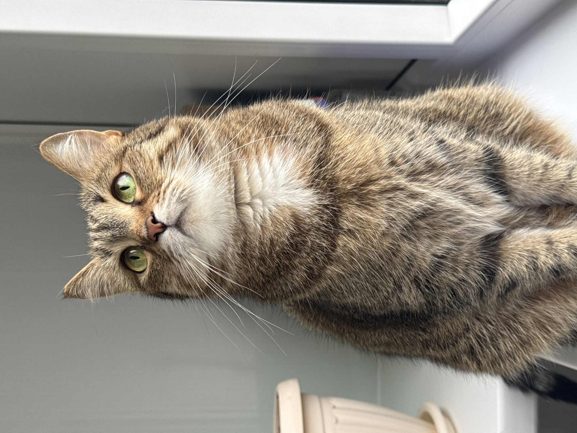 An eye-level portrait shows a domestic tabby cat with distinctive brown, beige, and black striped fur, lying on a light-colored surface, possibly a window sill or shelf. The cat's body is oriented horizontally across the frame, while its head is tilted slightly upwards, looking directly at the viewer.
The cat's most striking features are its large, luminous green eyes, which are wide and attentive. Its face displays prominent white whiskers fanning out from its muzzle, and it has a small, light pink nose. The fur around its chin and chest is a lighter, creamy white, contrasting with the darker, patterned fur on its body. One ear, light brown with faint patterns and white fur inside, is clearly visible, pointed upwards.
The background consists primarily of plain, light grey and white surfaces, suggesting an indoor setting. A horizontal line across the top indicates a division in the wall or a frame structure, while a partially visible, light-colored, ridged object (possibly part of a cat tree or household item) is present in the bottom right corner. The lighting is bright and even, implying natural daylight indoors. The cat appears calm, alert, and curious, engaging directly with the camera. No text is visible in the image.