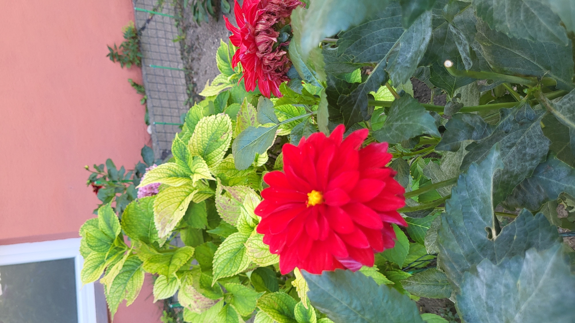 This image depicts a close-up view of a garden scene with vibrant red flowers and lush green foliage. In the foreground, a fully bloomed, bright red dahlia with a yellow center is prominently featured. Behind it, to the right, another red dahlia is visible, appearing slightly wilted and with darker, drooping petals. The surrounding leaves are a mix of deep green and variegated shades of yellow and green, suggesting a healthy plant. The background reveals a pink-painted wall and a low wire fence, common features in residential gardens. The scene is outdoors, likely in a residential garden within the city of Prešov, Slovakia, given the stylistic elements and commonality of such floral displays in European gardens. There are no people or animals visible in the image. The lighting suggests it is daytime, possibly late afternoon, with soft shadows indicating diffused sunlight. The overall impression is one of natural beauty and cultivated plant life in an urban setting.
