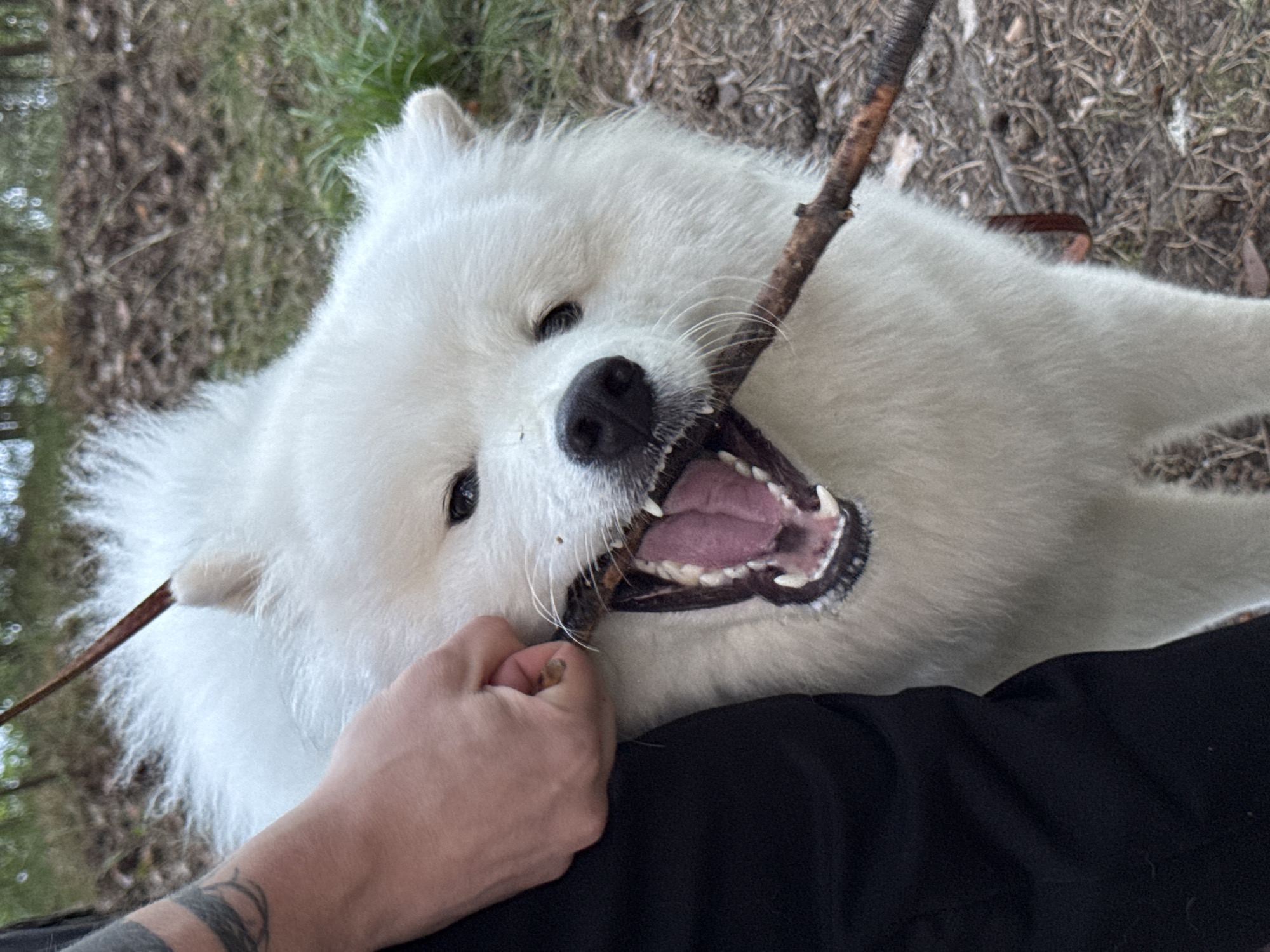 A white Samoyed dog is playing with a stick held in its mouth. The dog's mouth is open, revealing its teeth and pink tongue. A person's hand is visible in the lower left corner of the image, holding the stick, and the dog's fur is brushed against the person's arm. The dog has dark eyes and a black nose. The background consists of dry grass and some greenery, suggesting an outdoor setting. The lighting indicates it might be daytime, possibly overcast, as there are no strong shadows. The overall mood appears playful and lighthearted. There is no visible text in the image.