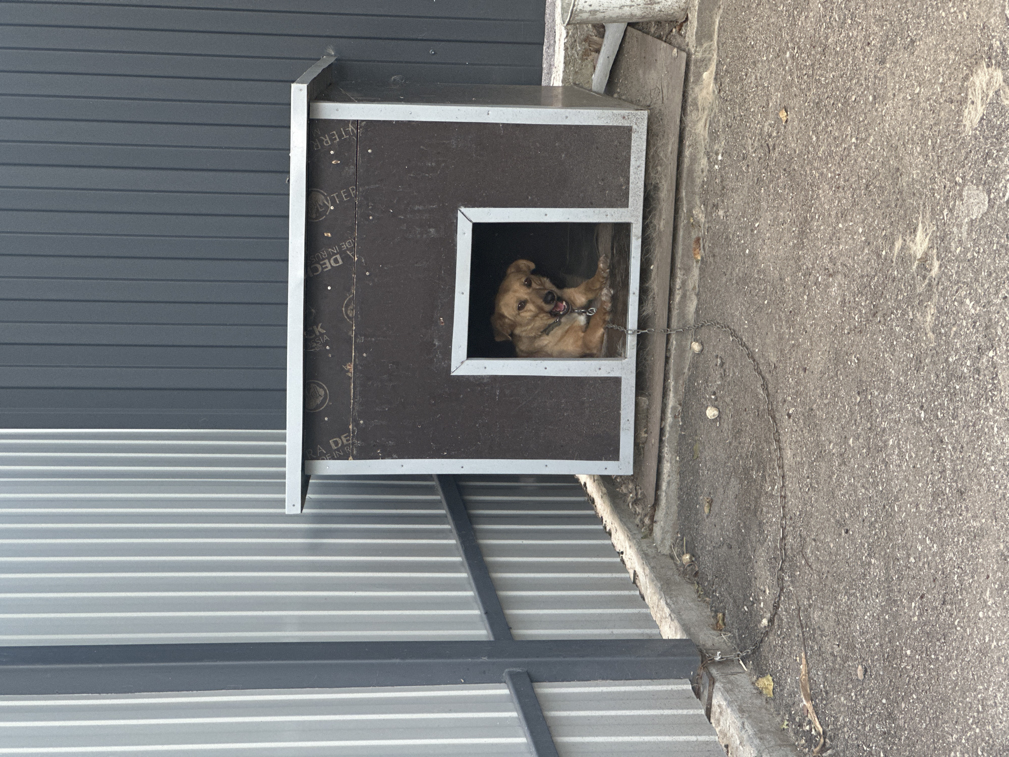 An adult, medium-sized, light brown dog with a light-colored chain around its neck is lying inside a dark brown doghouse with a metal frame. The doghouse has a rectangular entrance. The doghouse is situated on a concrete base on an asphalt surface, next to a metal fence. The fence is composed of vertical corrugated metal sheets. In the background, a dark gray corrugated metal wall is visible. The scene appears to be outdoors in an urban setting, possibly Yessentuki, Russia, given the context. A metal chain extends from the dog's collar and is anchored to a concrete curb. There is some debris on the ground, including leaves and what appears to be animal fur.