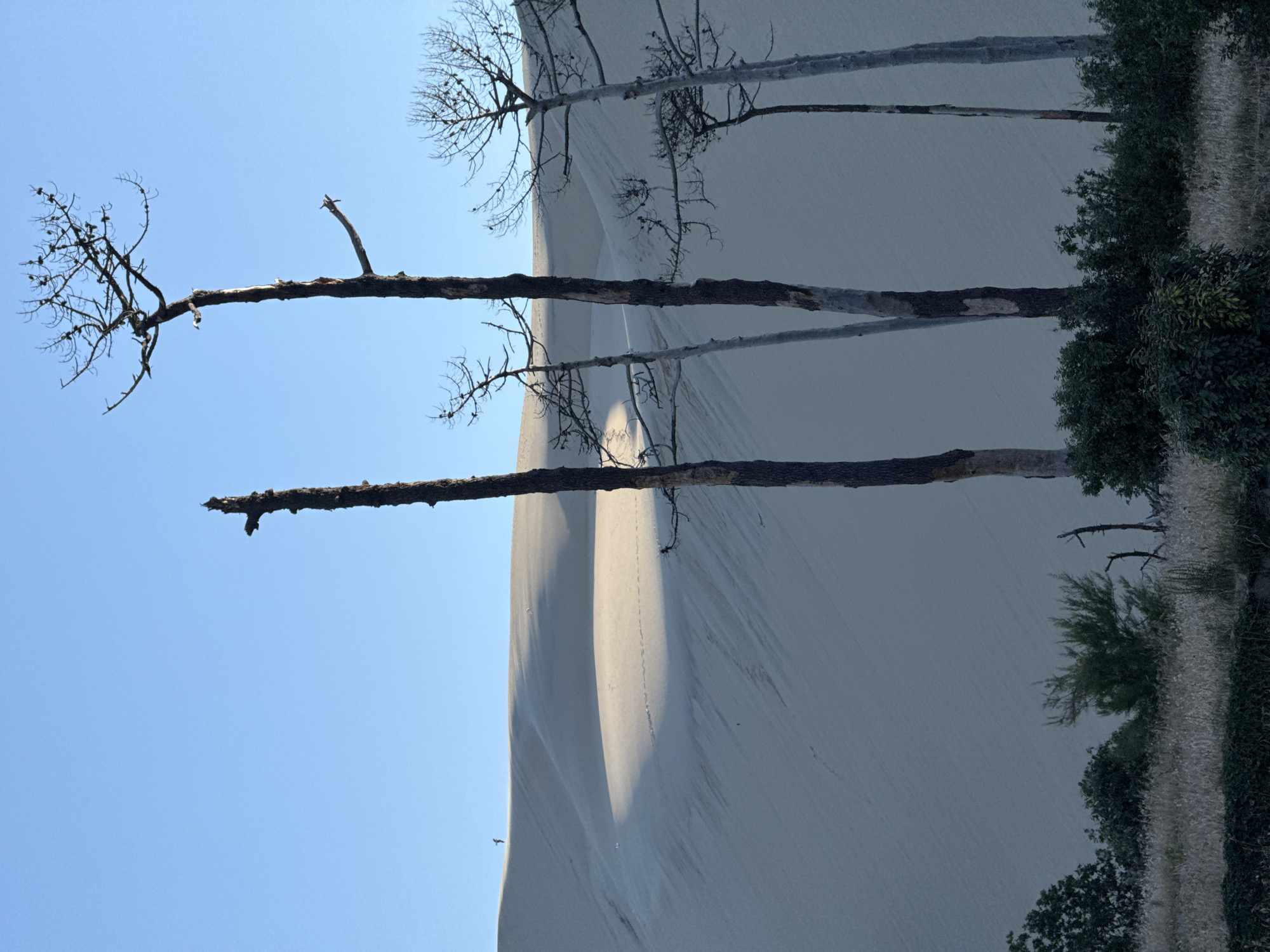 This image depicts a scene at the Dune of Pilat in La Teste-de-Buch, France. In the foreground, several tall, dead trees with bare branches stand against a clear blue sky. The trees appear weathered and skeletal. Behind the trees, a vast expanse of sand dunes dominates the landscape. The dunes are characterized by smooth, undulating slopes, with areas of light and shadow indicating the contours of the terrain. A single, small human figure is visible walking along the crest of a distant dune. The ground in the immediate foreground is covered with dry grass and low-lying shrubs, suggesting a sandy or arid environment. The overall impression is one of a stark, natural landscape with elements of desolation due to the presence of the dead trees.