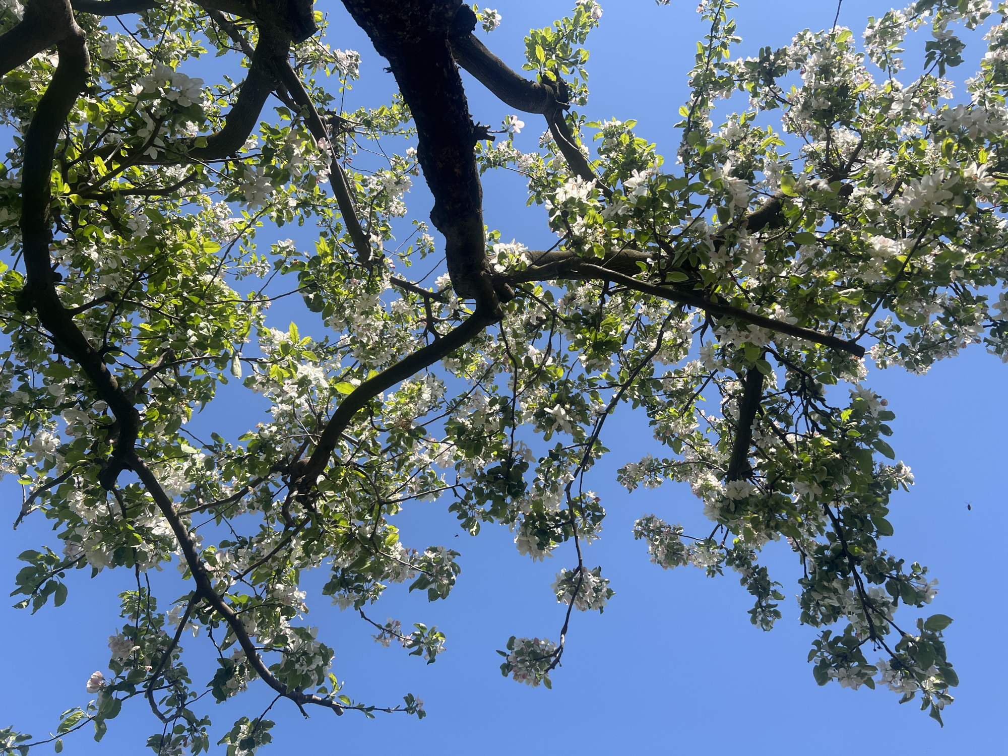 The image shows a view looking up into the branches of a flowering tree against a clear blue sky. The tree has dark, gnarled branches filled with white blossoms and some green leaves. The blossoms appear to be dense and full, indicating the tree is in full bloom. The location is Unknown, Unknown.
