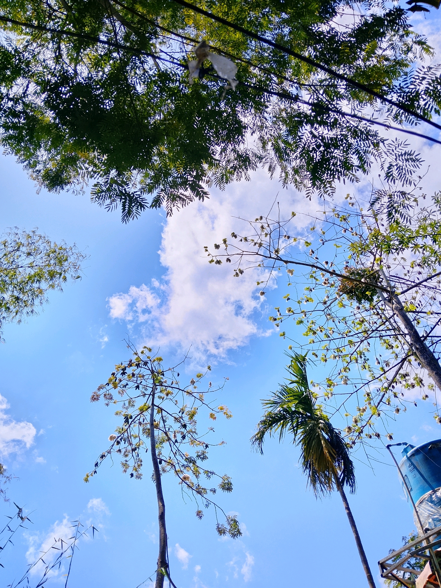 The image shows a low-angle view of trees against a bright blue sky with scattered white clouds. In the foreground, the leaves and branches of several trees are visible, some with sparse foliage and others densely packed with green leaves. Some of the trees appear to be shedding cotton-like pods. In the background, a large blue water tank is partially visible on a metal structure, suggesting an outdoor, possibly residential or utility area. The overall scene depicts a natural environment with a man-made element.
