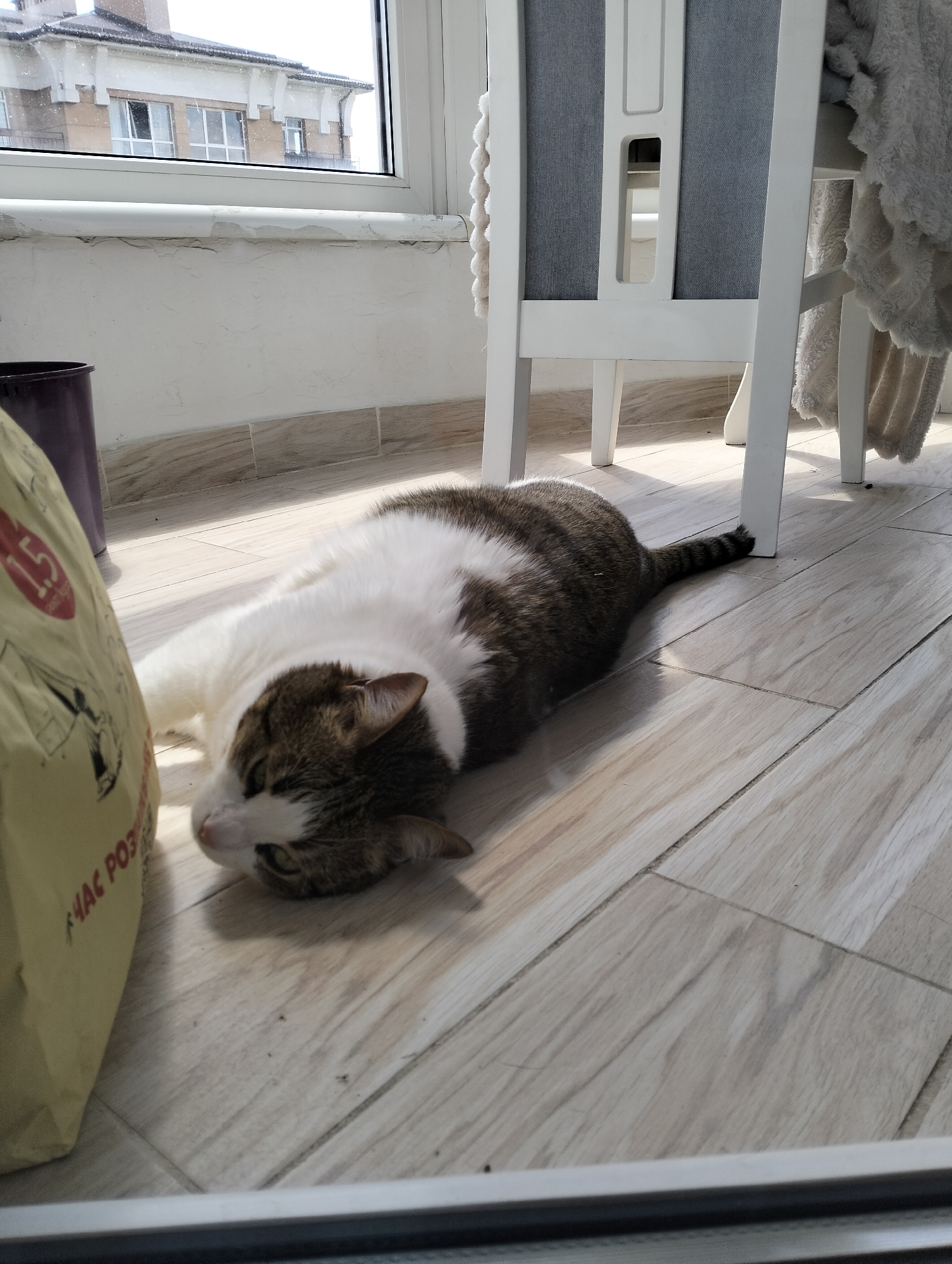 A cat is lying on a light-colored, wood-look tiled floor near a white chair and a brown bag labeled in a Cyrillic alphabet. The cat has white and brown markings, with its head near the bag and tail extended. In the background, a window shows a building exterior and a portion of what appears to be an enclosed balcony area with a tiled floor. The scene likely takes place indoors, in a residential space. Based on the Cyrillic alphabet, the image is located in Krykhivtsi, Ukraine.