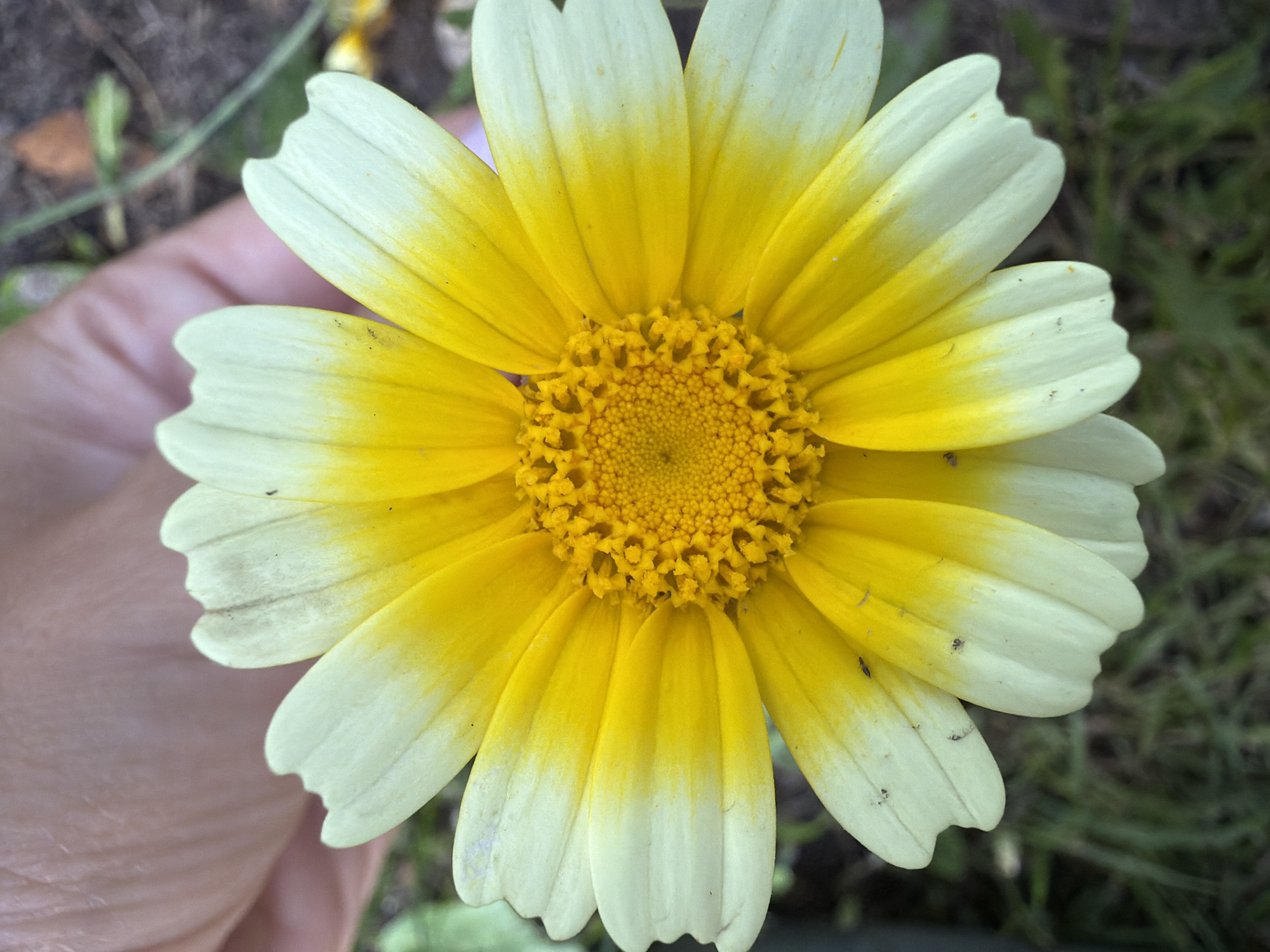 A close-up, top-down view of a yellow and white flower with a textured, golden center. The flower has multiple ray florets, each with a gradient from yellow near the center to white at the tip. Some of the florets have a slightly scalloped edge. A human hand is partially visible in the upper left corner, gently holding the flower. The background is blurred, showing green grass and some brown soil, suggesting an outdoor setting. The image quality is clear, highlighting the details of the flower's petals and center.
