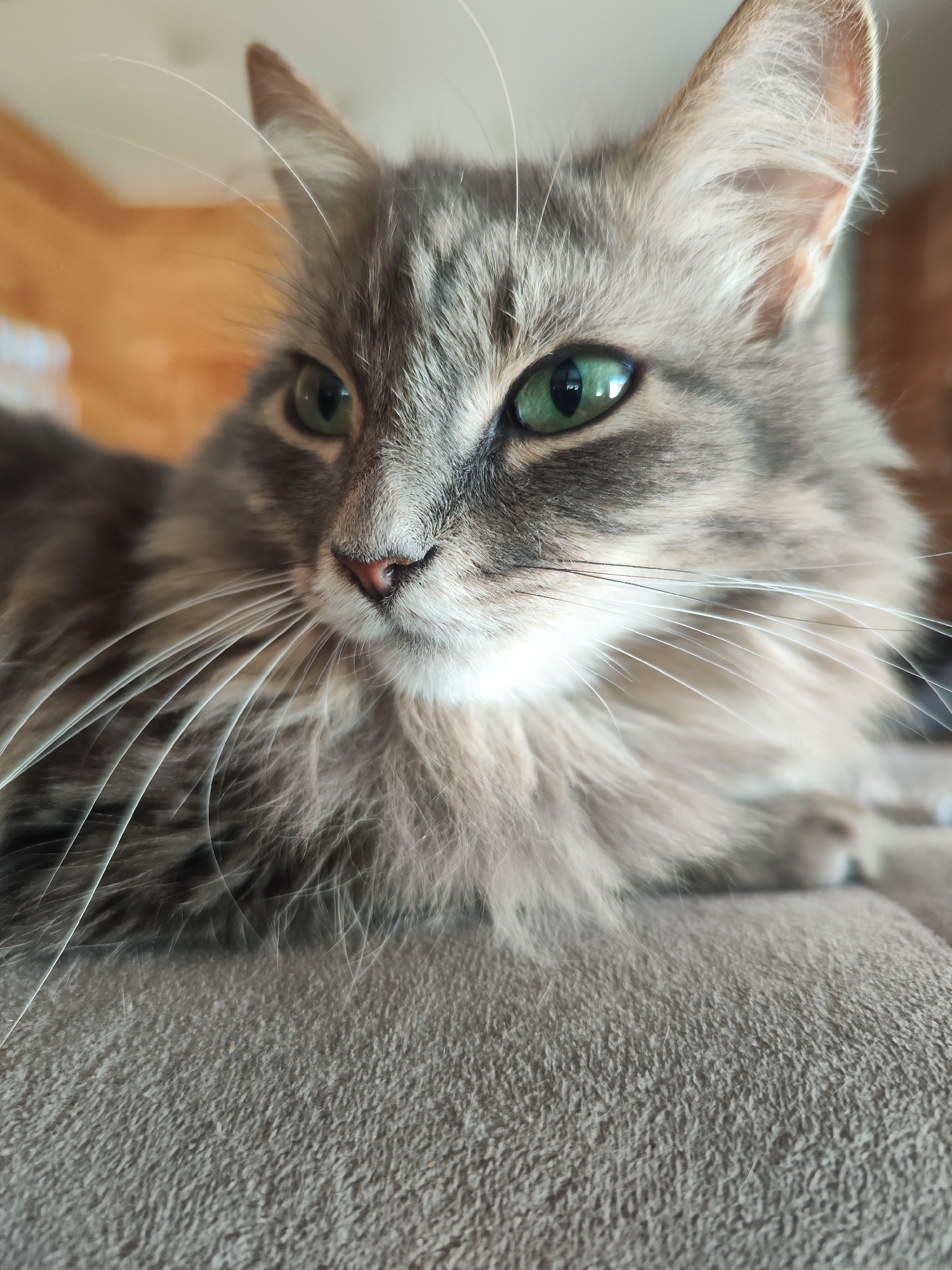 A close-up photograph features a gray, long-haired cat resting on a beige, textured surface, possibly a couch or cushion. The cat has green eyes and a pink nose, with long white whiskers. The background is slightly blurred, showing a wall with an orange hue in the upper left corner. The location in the city of Chaikovsky, Russia is not verifiable from the provided image.