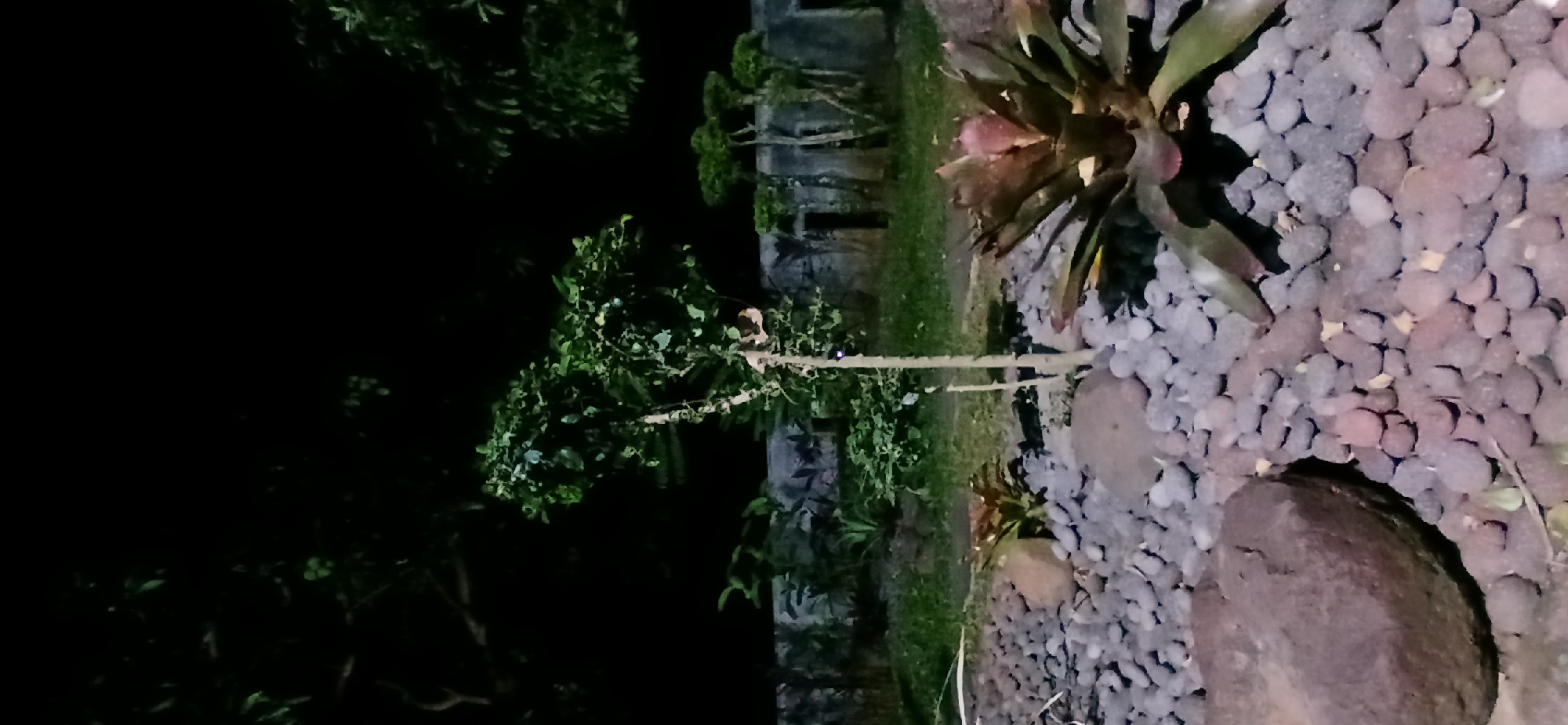 The image depicts an outdoor scene at night, likely in Sekarputih, Indonesia. The foreground is filled with small, rounded grey and purplish stones, interspersed with larger, dark brown rocks. In the center of the foreground, a bromeliad plant with reddish-purple and green leaves is prominently displayed. To the left and slightly behind the bromeliad, a small tree with green leaves stands. Further back, a low stone wall with visible vertical elements runs across the image. Beyond the wall, there is a grassy area with more vegetation, including small, sculpted trees. The background is dark, indicating nighttime, with the silhouettes of larger trees visible against the black sky. The scene appears to be a garden or landscaped area, possibly illuminated by artificial light, as suggested by the way the plants are lit. There are no people or animals visible in the image.