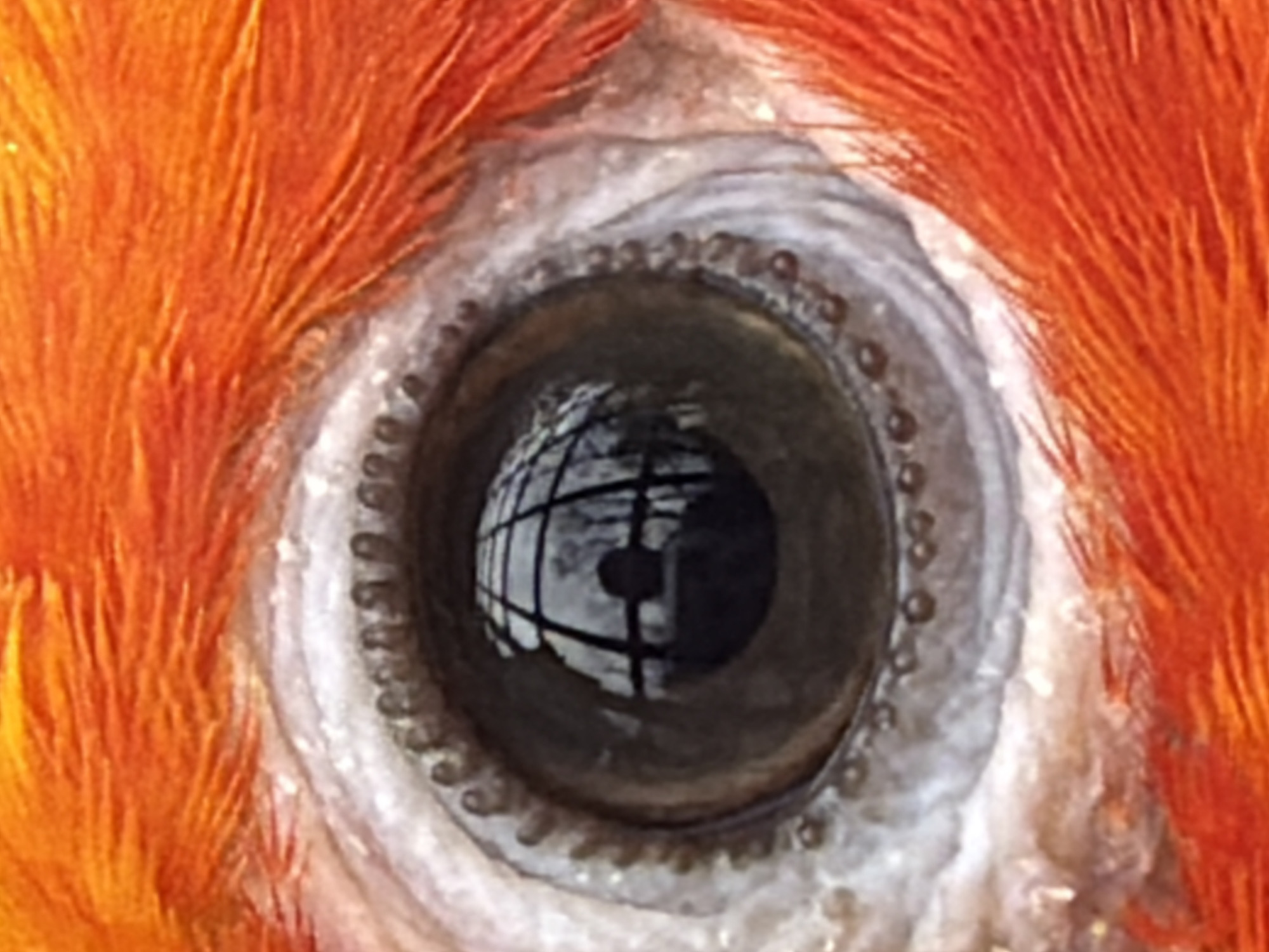 The image is a close-up shot of a bird's eye. The eye is dark and reflective, with a visible grid pattern reflecting in its surface. Surrounding the eye is a ring of small, textured bumps. The eye is framed by orange feathers. There is no information available in the image about the location being Esch-sur-Alzette, Luxembourg.