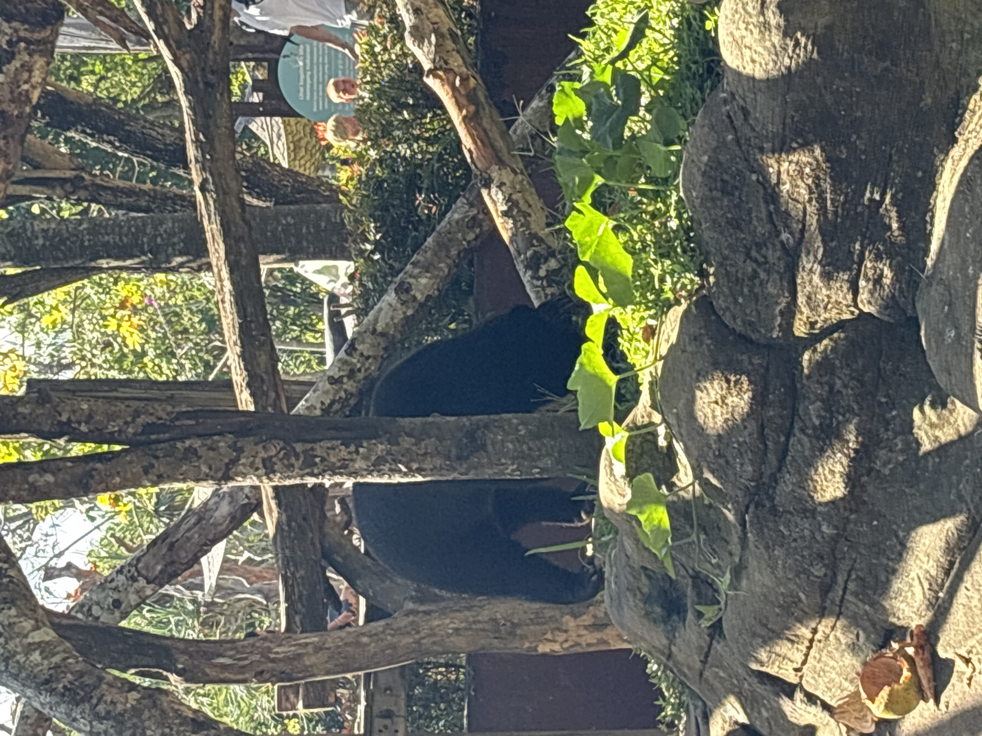 The image depicts an outdoor enclosure with naturalistic landscaping, likely at a zoo or animal sanctuary in Sukawati, Indonesia. In the center of the frame, a large black bear is visible, its body mostly obscured by trees and foliage. The bear appears to be foraging or exploring the ground, with its front paws visible near some green plants and large rocks in the foreground. The enclosure features several large, weathered tree trunks and branches that create a rustic barrier and add to the naturalistic aesthetic. In the background, through the trees and bushes, several people are faintly visible, appearing to be onlookers or visitors. One person in the upper right is wearing a white shirt. Behind them, there are signs and structures that suggest a visitor area. The overall environment is lush and green, with sunlight filtering through the trees, casting dappled shadows on the rocks and ground. The presence of a black bear and the naturalistic enclosure strongly suggests this is the Bali Zoo in Sukawati, Indonesia.