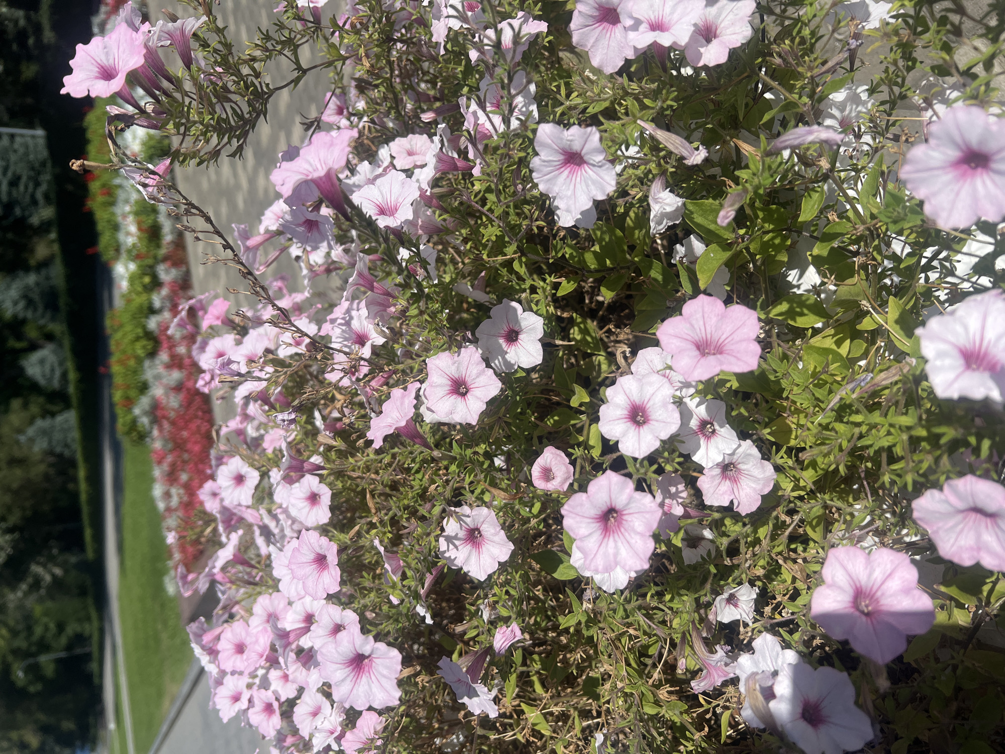 A close-up, sunlit, outdoor shot showcases a profusion of light pink petunia flowers with darker pink centers. The flowers are densely packed in a planter, with some appearing fully bloomed and others as buds. The foliage is a vibrant green, interspersed with some dry, brown stems. In the background, out of focus, are hints of a park-like setting with green grass, a paved pathway, and red and green flowerbeds, possibly suggesting a public garden or park area in Odesa, Ukraine. No people are visible in the image.