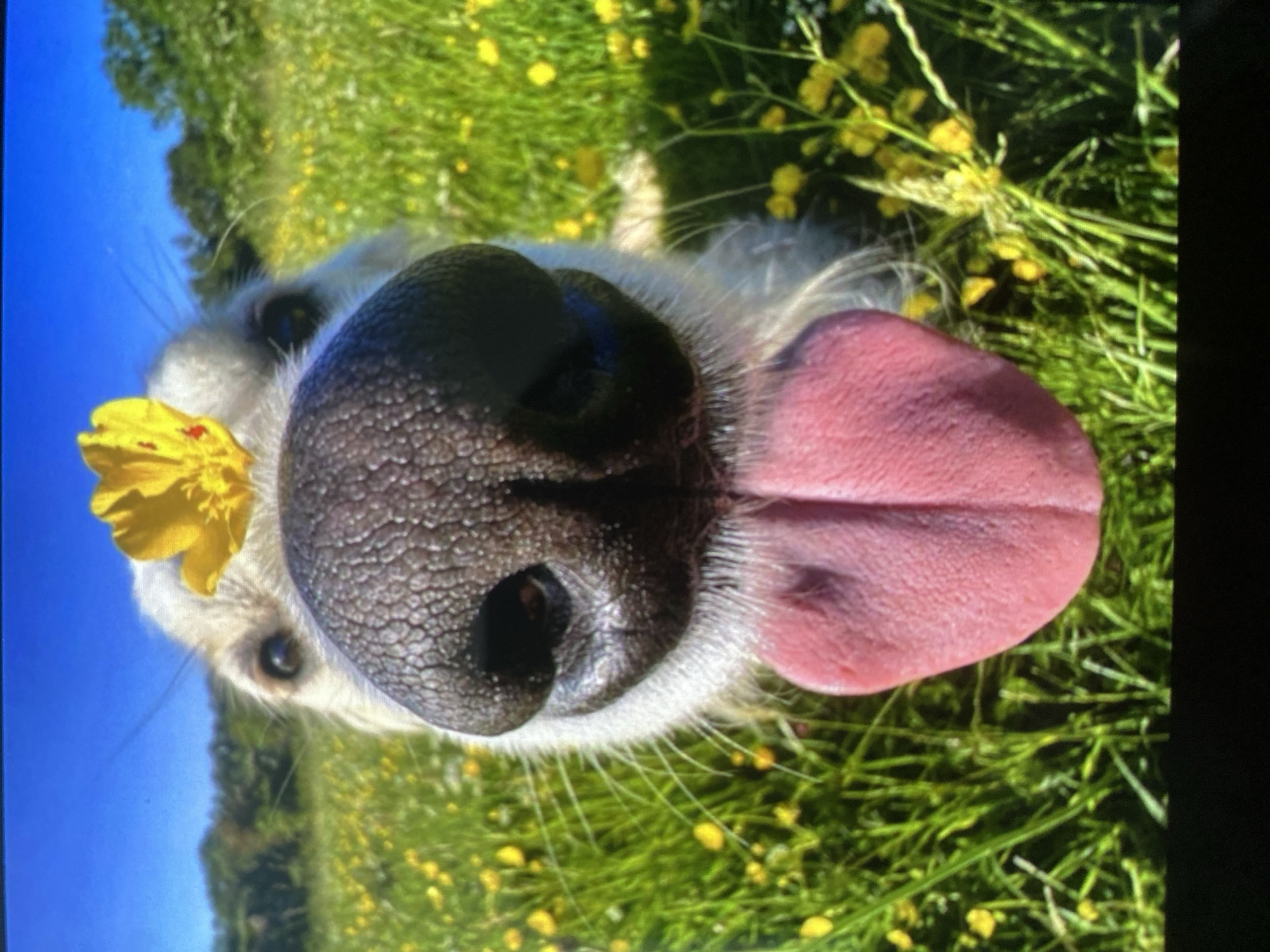 In a close-up, low-angle shot, a dog's face is prominently featured, filling most of the frame. A bright yellow flower is positioned on top of its snout. The dog's large, dark nose, with its textured surface, dominates the center of the image. Its pink tongue is extended, hanging out and to the right, with visible texture and slight folds. The dog's white fur is visible around its snout and chin, with a few strands of white whiskers extending outwards. Its eyes are dark and appear to be looking slightly to the left. The background is a vibrant field of green grass dotted with small yellow flowers, suggesting an outdoor, natural setting. The sky above is a clear, bright blue with a few faint wispy clouds. The overall impression is one of a playful and happy moment captured in a sunny, natural environment.
