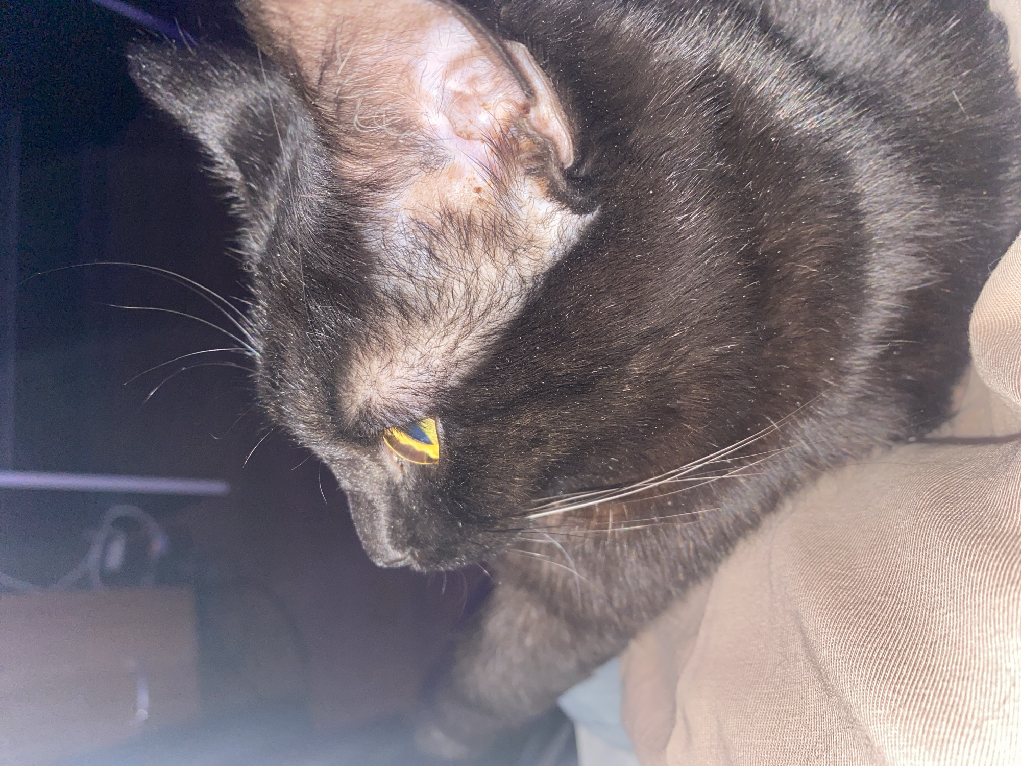 A close-up photograph shows a black cat resting on a textured fabric surface. The cat's head is turned downwards with one visible yellow eye. Hair loss is evident around the ear area. No location details pertaining to Izhevsk, Russia are discernible from the image.