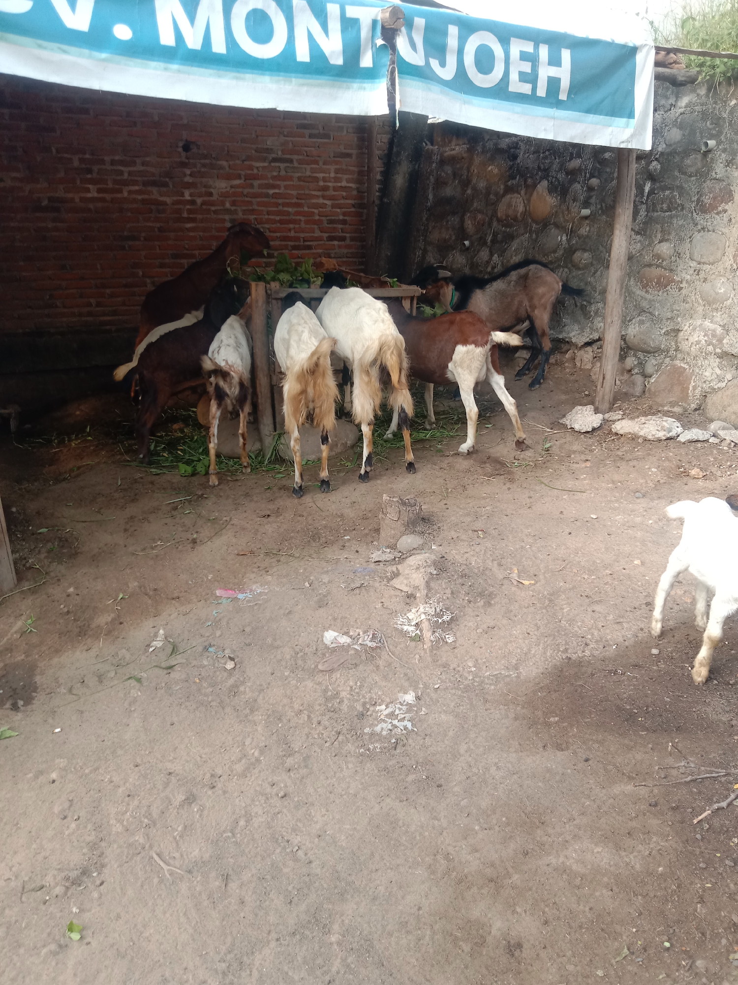 The scene depicts a group of goats in an enclosure, likely a small farm or rural setting, possibly located in or around Lhokseumawe, Indonesia. The goats are primarily focused on feeding from a raised trough or feeding area. The enclosure has a makeshift shelter overhead, with a blue and white banner partially visible.
The enclosure is bordered by a brick wall on one side and a stone wall on another, with dirt ground covering the area. The goats are of varying colors, including brown, white, and combinations thereof. One goat, primarily white, is standing somewhat apart from the others on the right side of the frame.