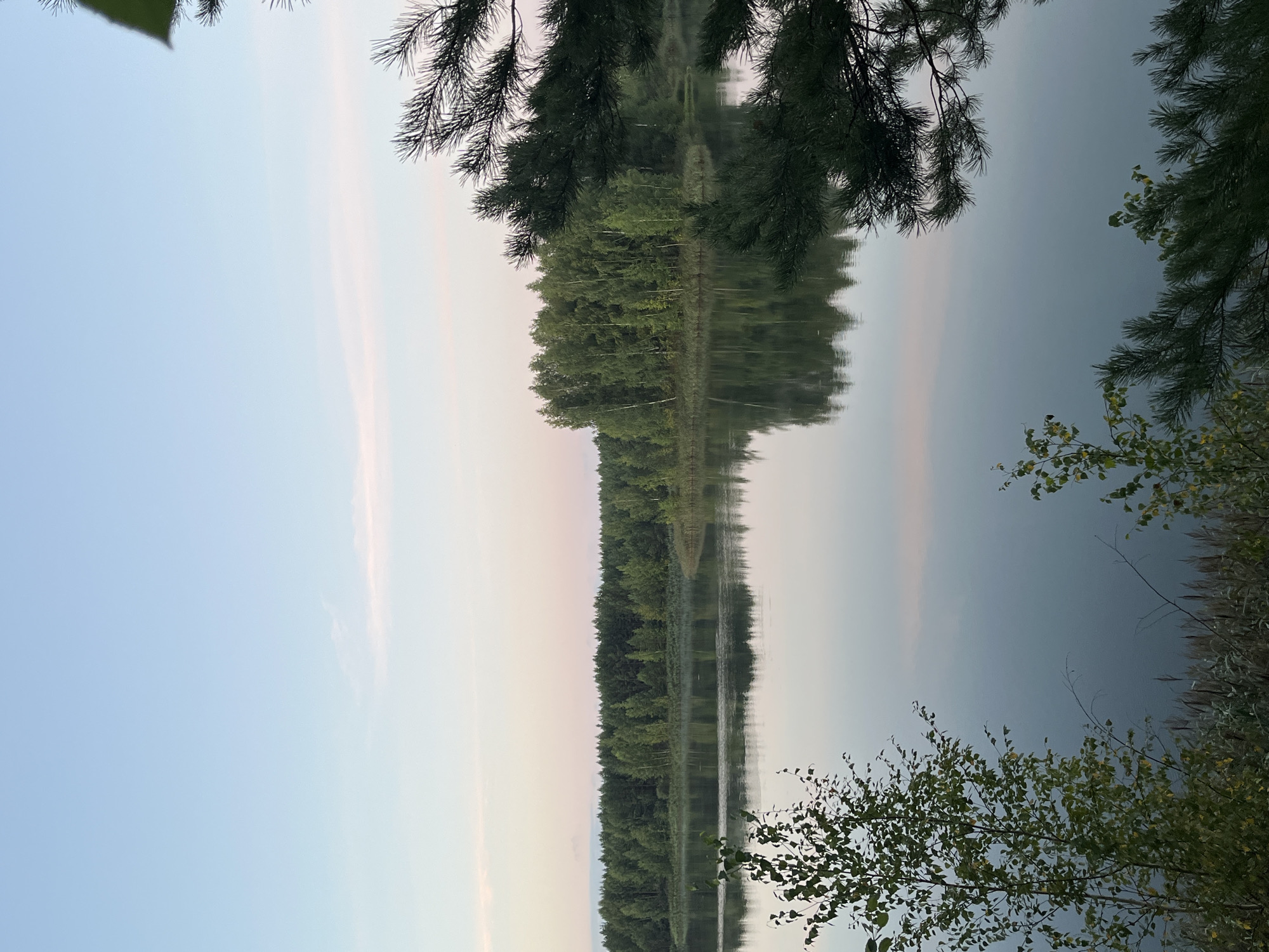 This is a serene landscape photograph of a calm lake at dusk, likely taken in or near Novyi, Russia. The sky is a soft gradient of pale blue to a faint pinkish hue near the horizon, with wispy clouds. A dense forest of green trees, a mix of deciduous and coniferous, lines the far bank of the lake, their reflections perfectly mirrored on the still water. In the foreground, on the left side of the frame, a slender birch tree with light green leaves stands out against the muted background. On the right, the dark green branches of a pine tree frame the scene. The water is tranquil, showing minimal ripples, and the overall atmosphere is peaceful and natural. There are no people or visible structures in the image.
