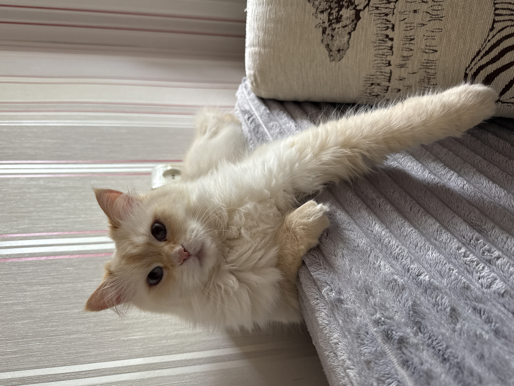 A fluffy, light-colored cat with blue eyes and cream-colored fur with some orange markings on its head and tail is lying on a gray, ribbed blanket on top of a couch. The cat is looking directly at the camera with its tail hanging down over the edge of the blanket. The background is a wall with striped wallpaper, featuring vertical stripes in white and light pink. A white electrical outlet is visible on the wall behind the cat's head. To the right of the cat, a portion of a light-colored couch cushion with a dark brown pattern of trees or abstract shapes is visible. The scene appears to be indoors, likely in a residential setting. The image does not provide any specific location within the city of Chaikovsky, Russia.