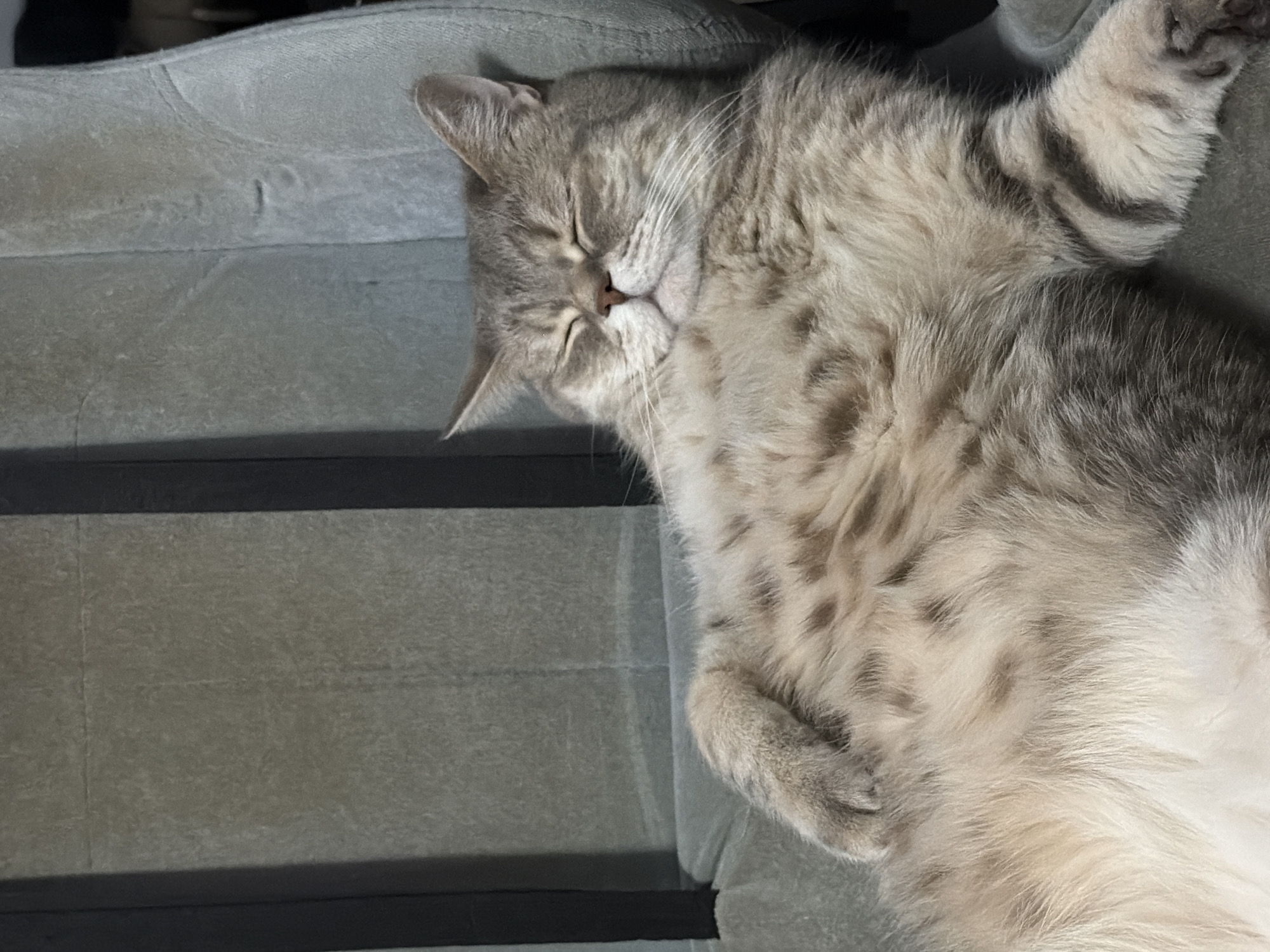 A medium-sized, gray tabby cat is sleeping on a gray upholstered surface. The cat is positioned on its back with its paws curled up near its chest. The upholstered surface has horizontal indentations. The location of the image is unknown.