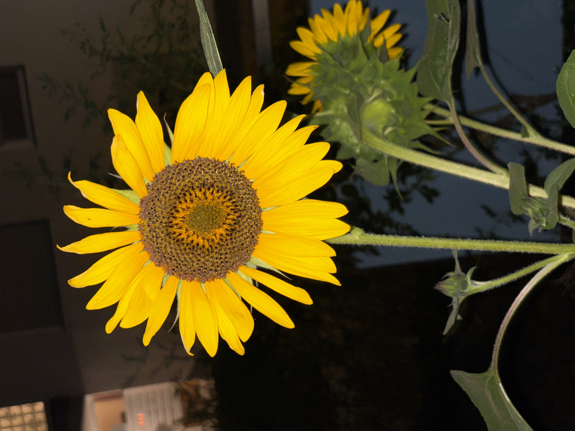 A close-up, nighttime, vertical shot features a large, vibrant yellow sunflower in full bloom, dominating the center of the frame. Its petals are a bright, sunny yellow, radiating outwards from a dark, textured center filled with tiny seeds. The sunflower's stem is thick and green, with a fuzzy texture. In the background, a second, smaller sunflower is visible, its head bowed and its petals less developed, suggesting it is either younger or in a different stage of growth. The background is dark and blurry, with hints of a building and foliage, suggesting an outdoor setting, possibly a garden or park, at night. The overall lighting suggests artificial light sources, possibly from nearby streetlights or a building, illuminating the sunflowers.