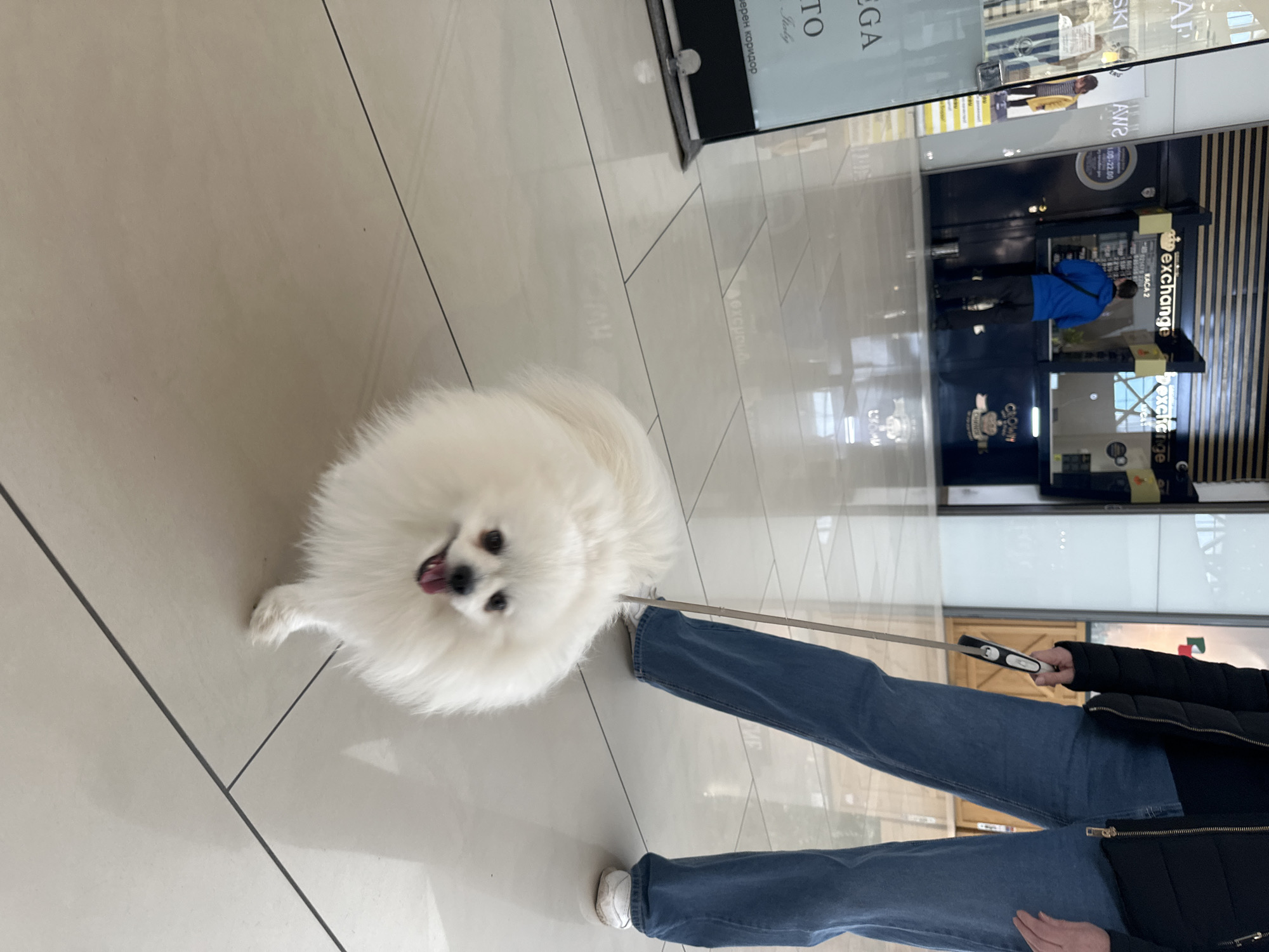 The image shows a small, white, fluffy dog with its tongue sticking out, standing on a light-colored tiled floor. The dog is on a leash held by a person wearing blue jeans, white sneakers, and a black jacket.
In the background, there is a shop window with a reflection of the shopping mall where the image was taken. Visible within the reflection is a person wearing a blue jacket and a store with "exchange" signage. There is also "GA TO Italy" written in reflection.