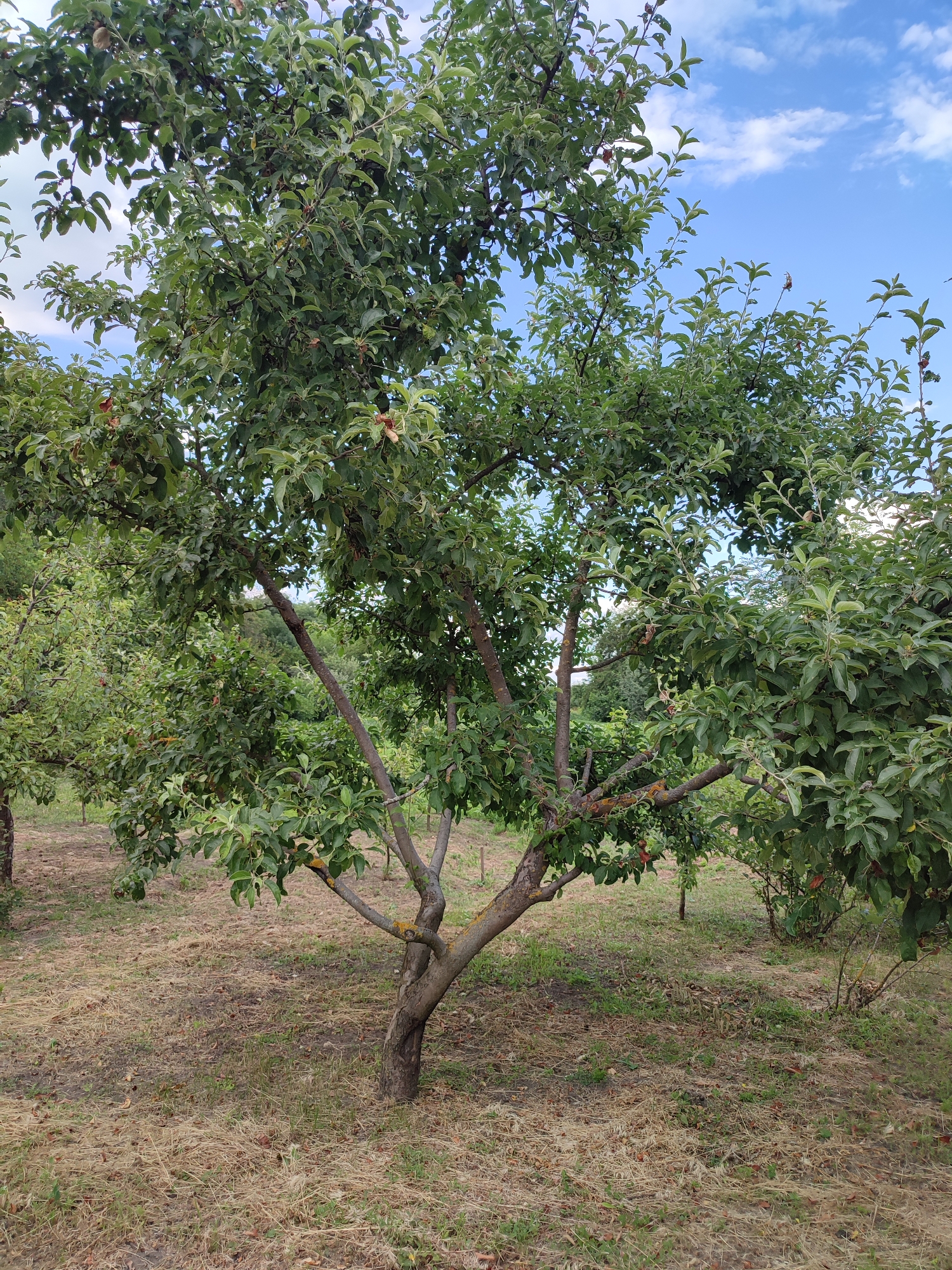 A young apple tree stands in a field under a partly cloudy blue sky. The tree has a slender trunk that splits into several branches, with dense green foliage. A few ripe red apples are visible among the leaves. The ground around the tree is covered with dry grass and some scattered leaves. In the background, other trees and bushes create a natural setting. The scene suggests a warm, clear day, likely in the late summer or early autumn, given the presence of ripe fruit and dry vegetation. The location appears to be rural, possibly a garden or orchard in Shyshaky, Ukraine. No people or text are visible in the image.