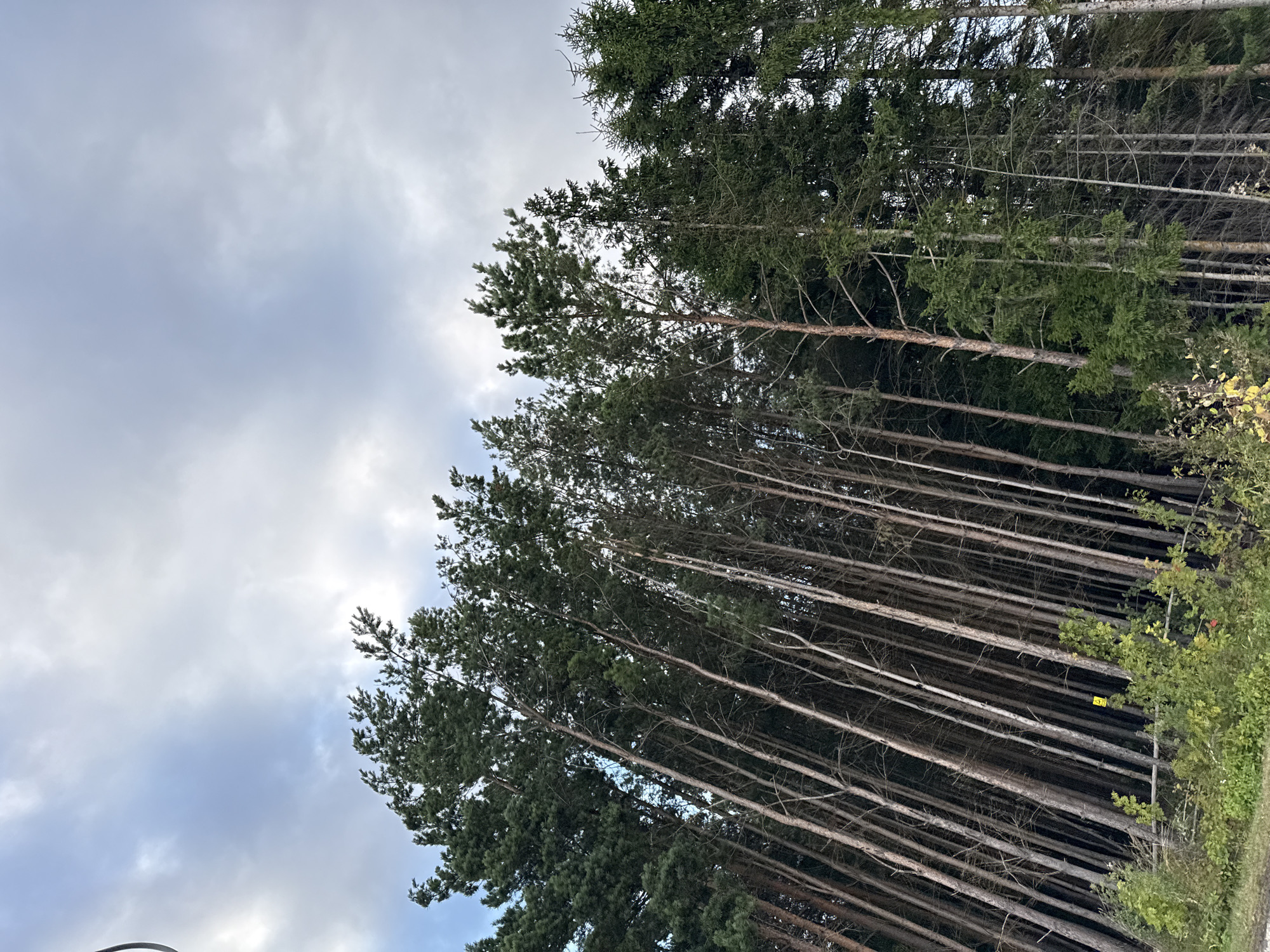 The image shows a dense forest of tall, slender pine trees in Järveküla, Estonia. The trees are leaning at various angles, creating a sense of depth and density. The sky above is overcast with clouds, casting a diffused light on the scene. The foreground features some lower-lying greenery and brush. There are no people visible in the image. The overall impression is one of a wild and untamed natural environment.
