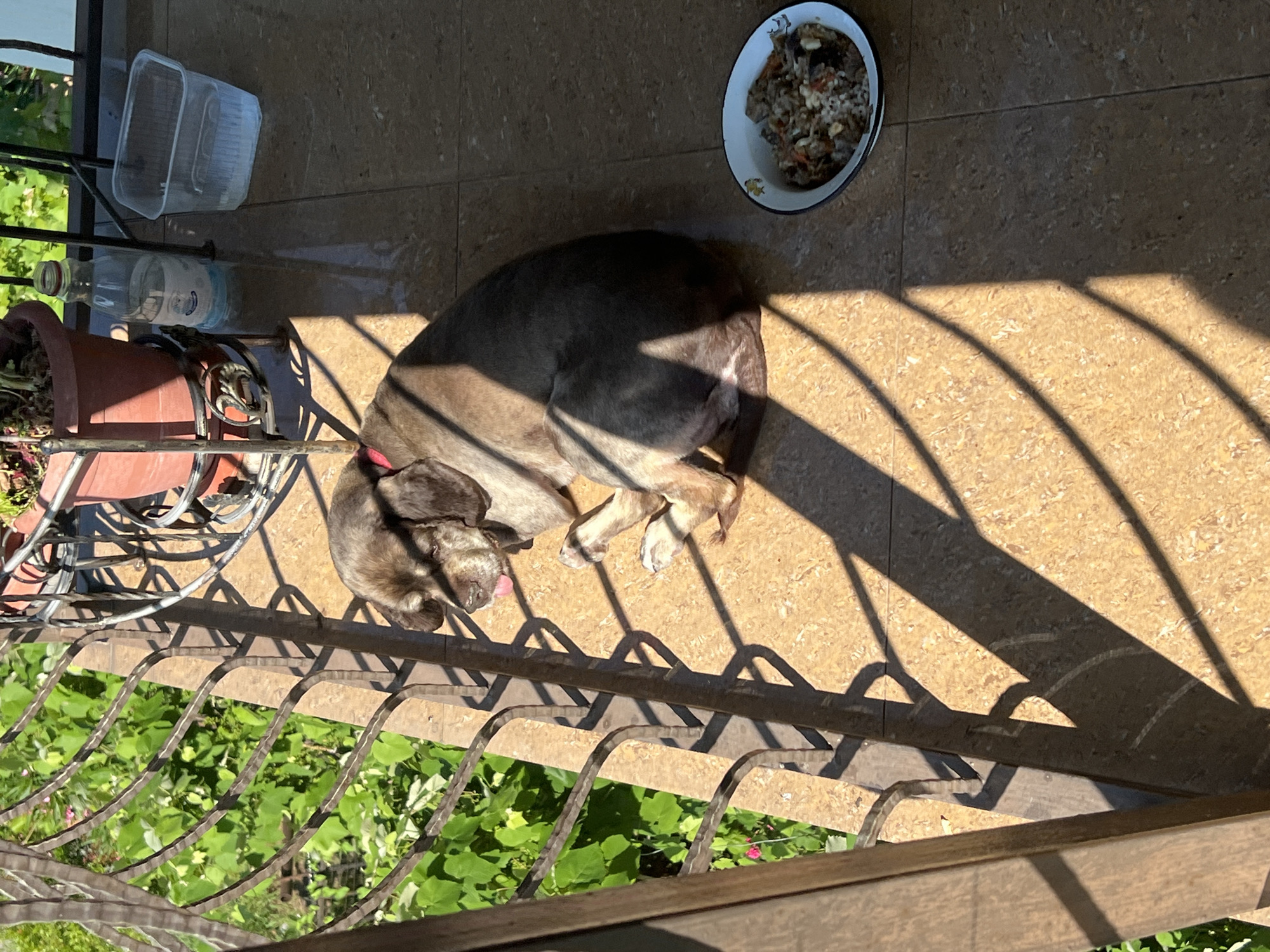 A medium-sized dog with brown fur and floppy ears rests on a tiled balcony. The dog is lying down with its head turned to the side, and its tongue is slightly visible. In front of the dog, to the right, is a white bowl filled with food. The balcony is illuminated by bright sunlight, casting strong shadows from a decorative metal railing that runs along the left side of the frame. Behind the railing, lush green foliage is visible, suggesting an outdoor setting. On the balcony floor, to the right of the dog, are a clear plastic container with some liquid and a partially filled plastic bottle. In the background, there is a reddish-brown pot with a plant. The scene appears to be on a balcony in Khostinskiy, Russia, given the presence of the vegetation and the style of the balcony railing.