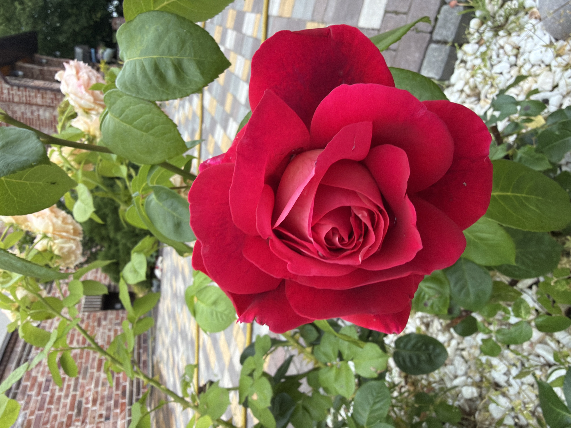 A close-up, high-angle shot features a large, velvety red rose as the central subject. The rose's petals are tightly furled in the center, gradually opening outwards. Delicate water droplets are visible on some of the petals. The rose is surrounded by vibrant green leaves and branches. In the background, a light-colored paved pathway with a yellow stripe runs horizontally. Beyond the pathway, a red brick building with a dark window and a wooden overhang is visible. Further in the background, there are out-of-focus light-colored roses and dark green foliage. The ground around the rose is covered with white pebbles and sparse green vegetation. The scene appears to be an outdoor garden setting in a residential area of Дорожный, Russia, possibly a courtyard.