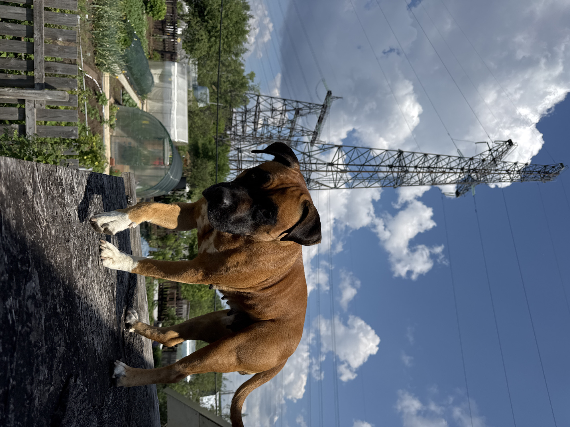 A brown boxer dog stands on a flat wooden surface in the foreground, looking towards the camera. The dog's body is mostly in focus, with its tail curled up. Behind the dog, a large, lattice-like metal power pylon dominates the background, silhouetted against a bright blue sky with scattered white clouds. In the middle ground, a lush green garden with several greenhouses and a wooden fence can be seen. The scene appears to be set in a rural or semi-rural area, possibly a dacha (summer house) plot. The overall lighting suggests a sunny day. The location is identified as Chaikovsky, Russia.