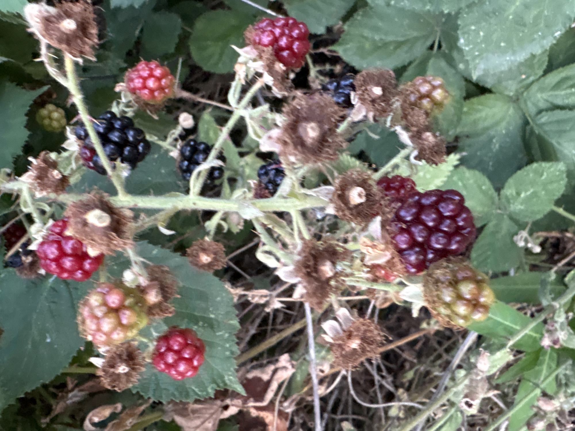 The image shows a close-up of a blackberry bush with several ripe and unripe berries. The berries are a mix of red and black, with some appearing to be in the process of ripening from green to red. The bush has green leaves and thorny stems. There are also some dried, fuzzy flower remnants scattered among the berries. The background is blurred and consists of more greenery and dry vegetation. No people or animals are visible in the image. The scene appears to be an outdoor natural environment, likely a garden or hedgerow, typical of locations found within the city of Chelmsford, United Kingdom, such as those along the River Chelmer or in residential gardens.