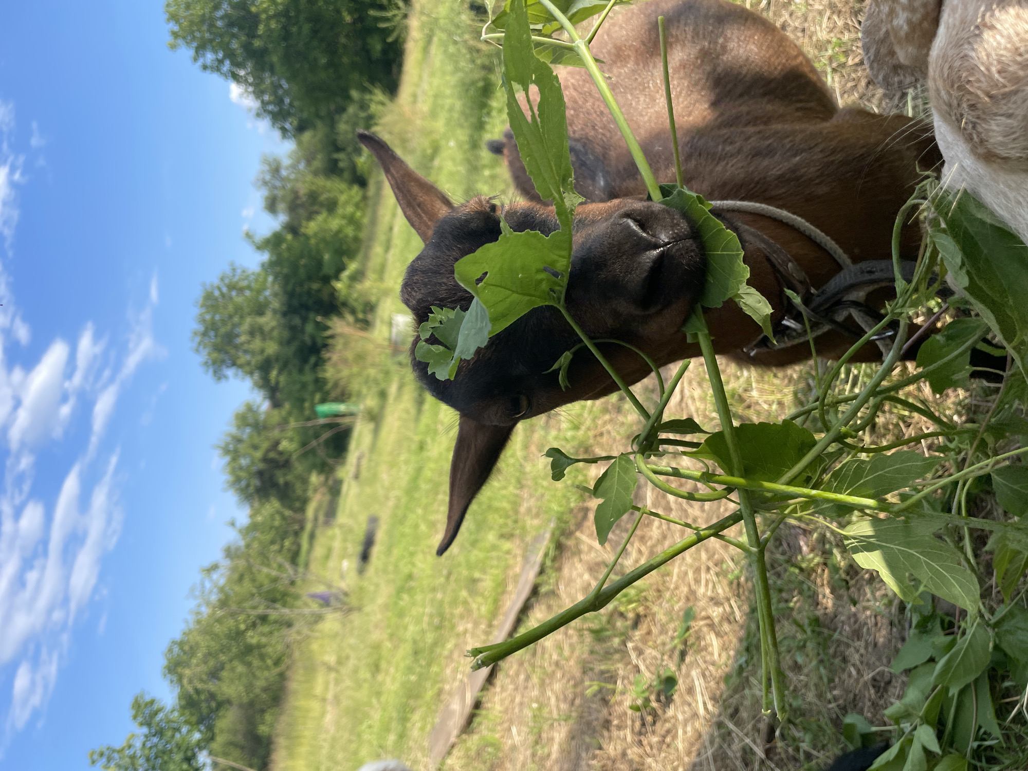 The image captures a close-up of a brown goat eating green foliage outdoors in Unknown, Unknown. The goat's head, facing slightly towards the right, is positioned centrally in the foreground, with its muzzle obscured by numerous green leaves and stems. A rope-like collar is visible around its neck. Its fur is brown, with darker areas around the nose and eyes, and its pointed ears are erect. The background reveals a sunlit grassy field featuring patches of dry, lighter-colored vegetation. Deciduous trees with green foliage are scattered across the mid-ground and distant background. The upper portion of the image displays a clear blue sky with scattered white cumulus clouds. A light brown wooden board lies horizontally on the ground in the mid-left.