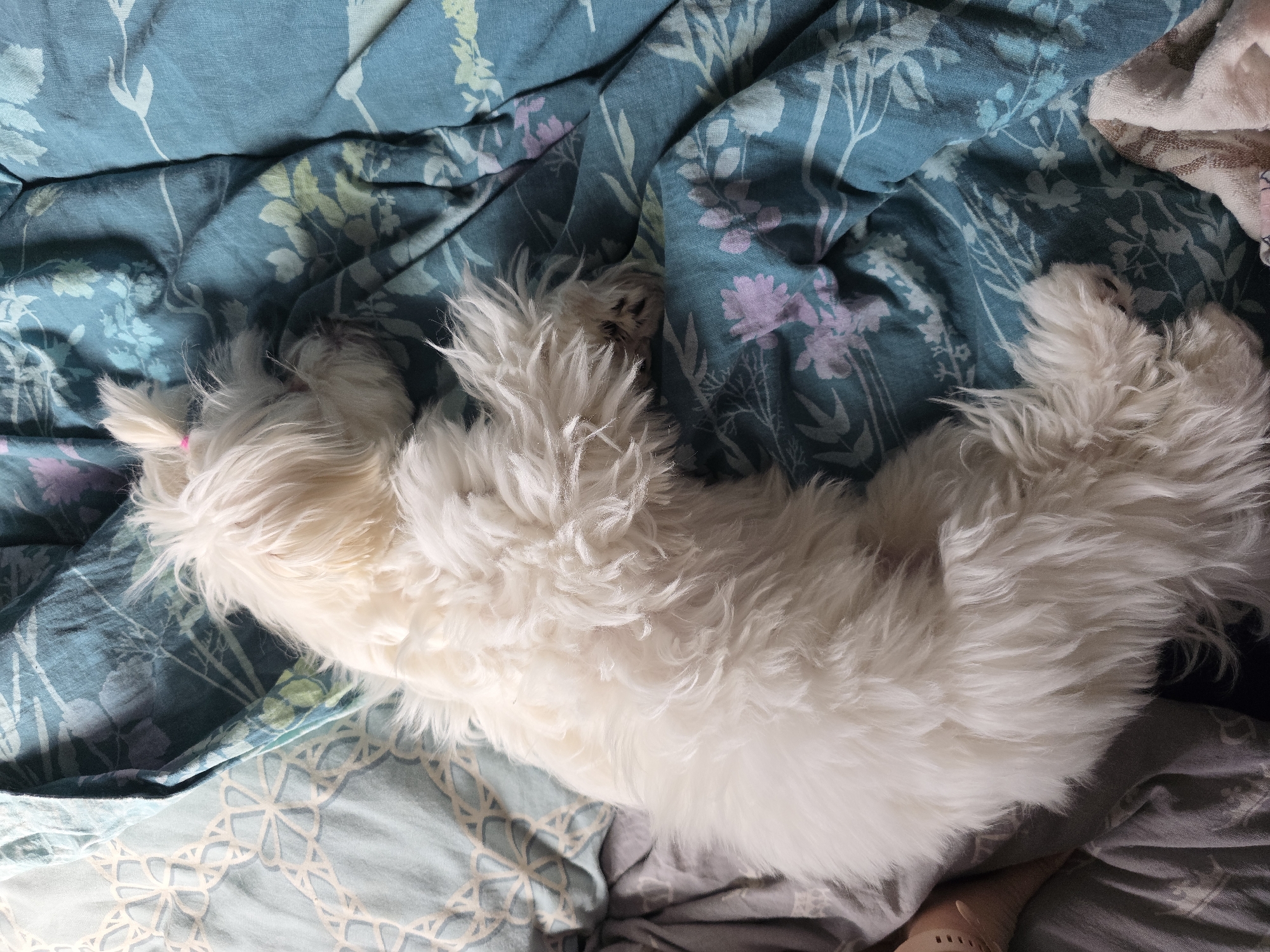 An overhead shot shows a small, white, fluffy dog sleeping on a bed with patterned sheets. The dog is curled up on its side, facing away from the camera. Its tail is neatly tied up with a pink hair tie. The sheets have a floral pattern in shades of blue, green, and purple. A portion of a gray patterned sheet is visible on the left side of the image, and a striped towel is on the right. The scene is indoors, likely a bedroom.