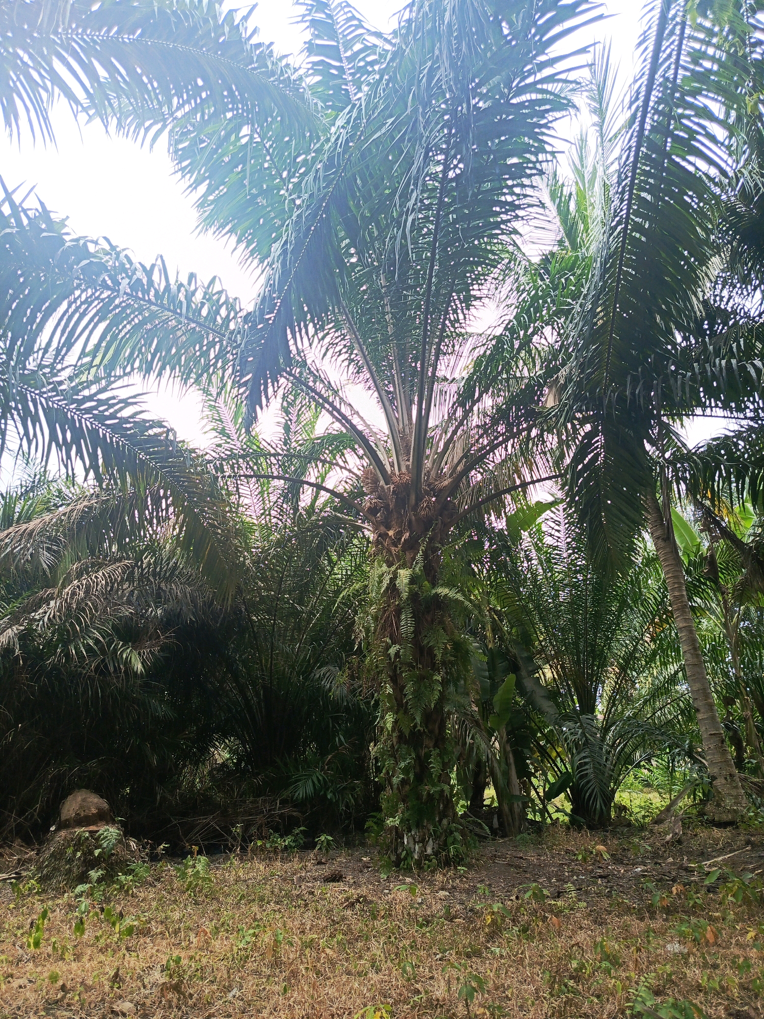 The image shows an oil palm plantation in Megang Sakti V, Indonesia. The plantation is dense with tall oil palm trees, their fronds casting shadows on the dry, grassy ground below. The sky is bright, suggesting it is daytime. There are no people or animals visible in the image. The environment appears to be rural and tropical.