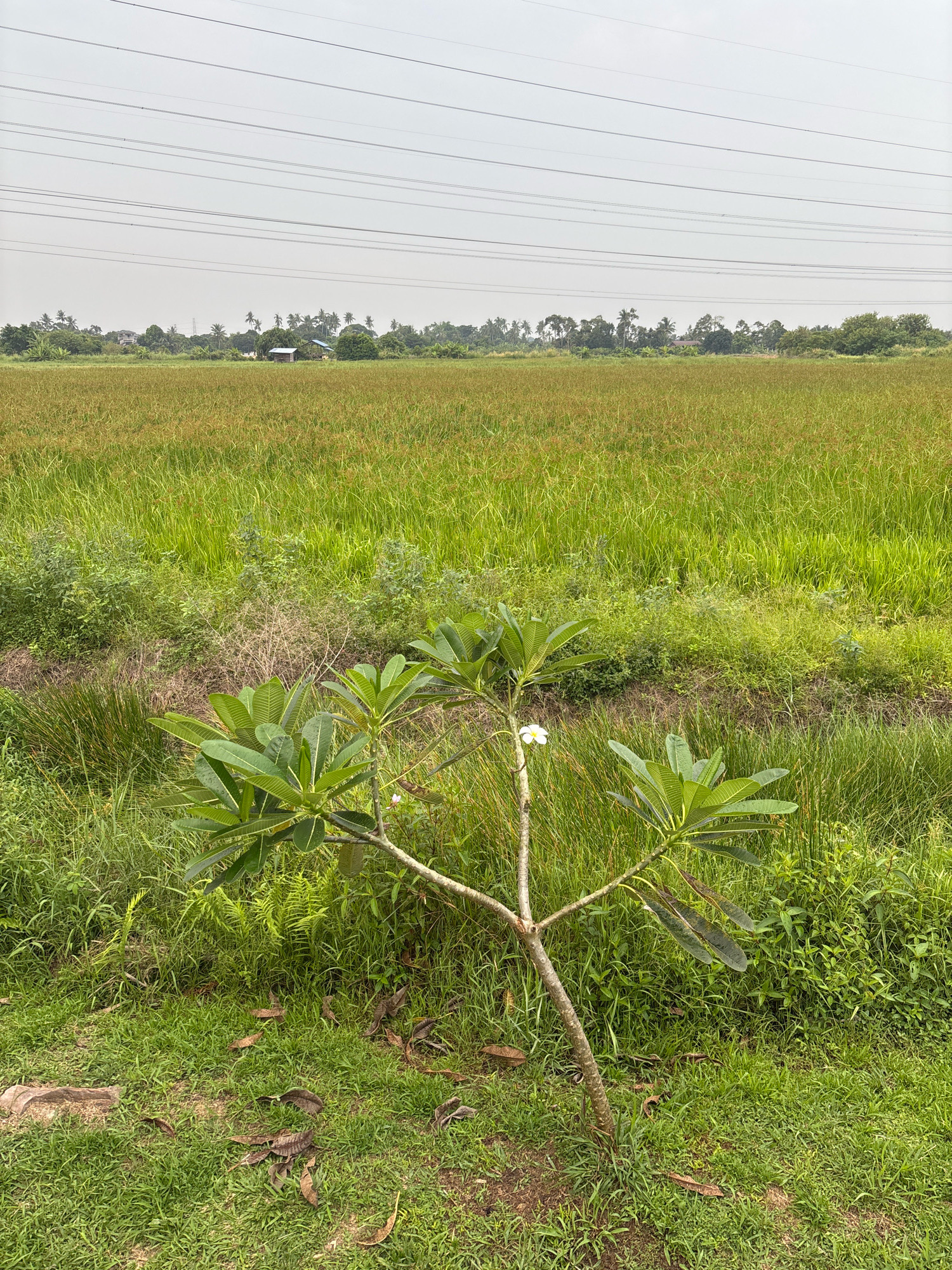 A medium shot captures a serene rural landscape in Malacca City, Malaysia. In the foreground, a young frangipani tree with broad green leaves and a single white flower stands on a patch of grass. Behind it, a narrow waterway is bordered by lush green vegetation, leading to a vast field of tall, golden-green grass. In the distance, a line of trees with scattered houses and buildings, including a small wooden structure and a blue-roofed building, dot the horizon under an overcast sky. A series of high-voltage power lines traverse the sky above the distant treeline. The scene is devoid of any human presence.