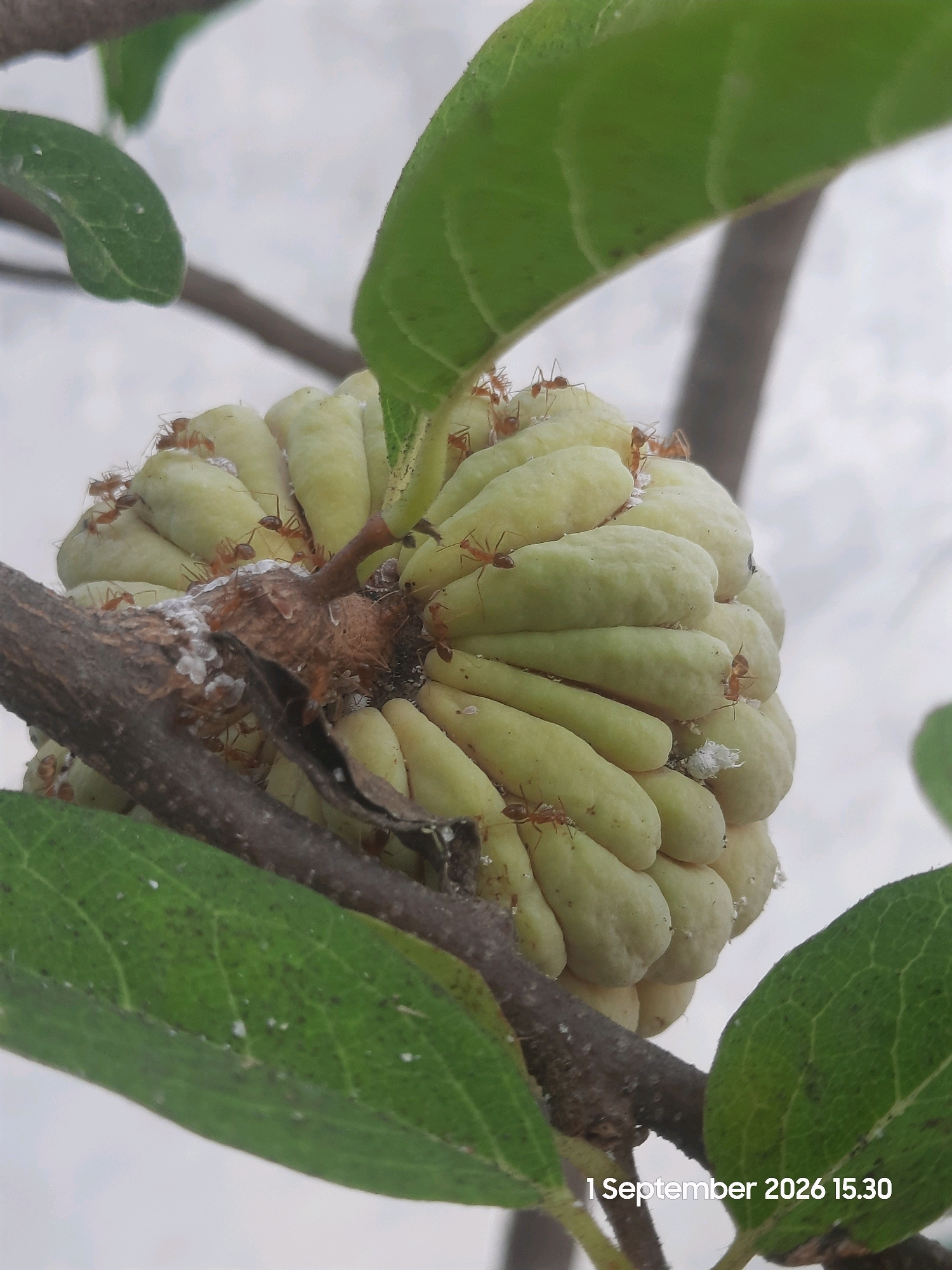 A close-up, eye-level shot captures a ripe, pale green custard apple fruit, clustered with many small, orange ants. The fruit is supported by a thick, dark brown branch, with several vibrant green leaves partially obscuring the scene. White, cotton-like substances are visible on the fruit's surface, and some ants appear to be interacting with them. The background is a soft, out-of-focus gray, suggesting an overcast sky. The date "1 September 2026 15.30" is overlaid in white text at the bottom right of the image. The scene is likely outdoors, possibly in a garden or natural setting in Karanggeger, Indonesia, given the time stamp and subject matter. No people are visible in the image.