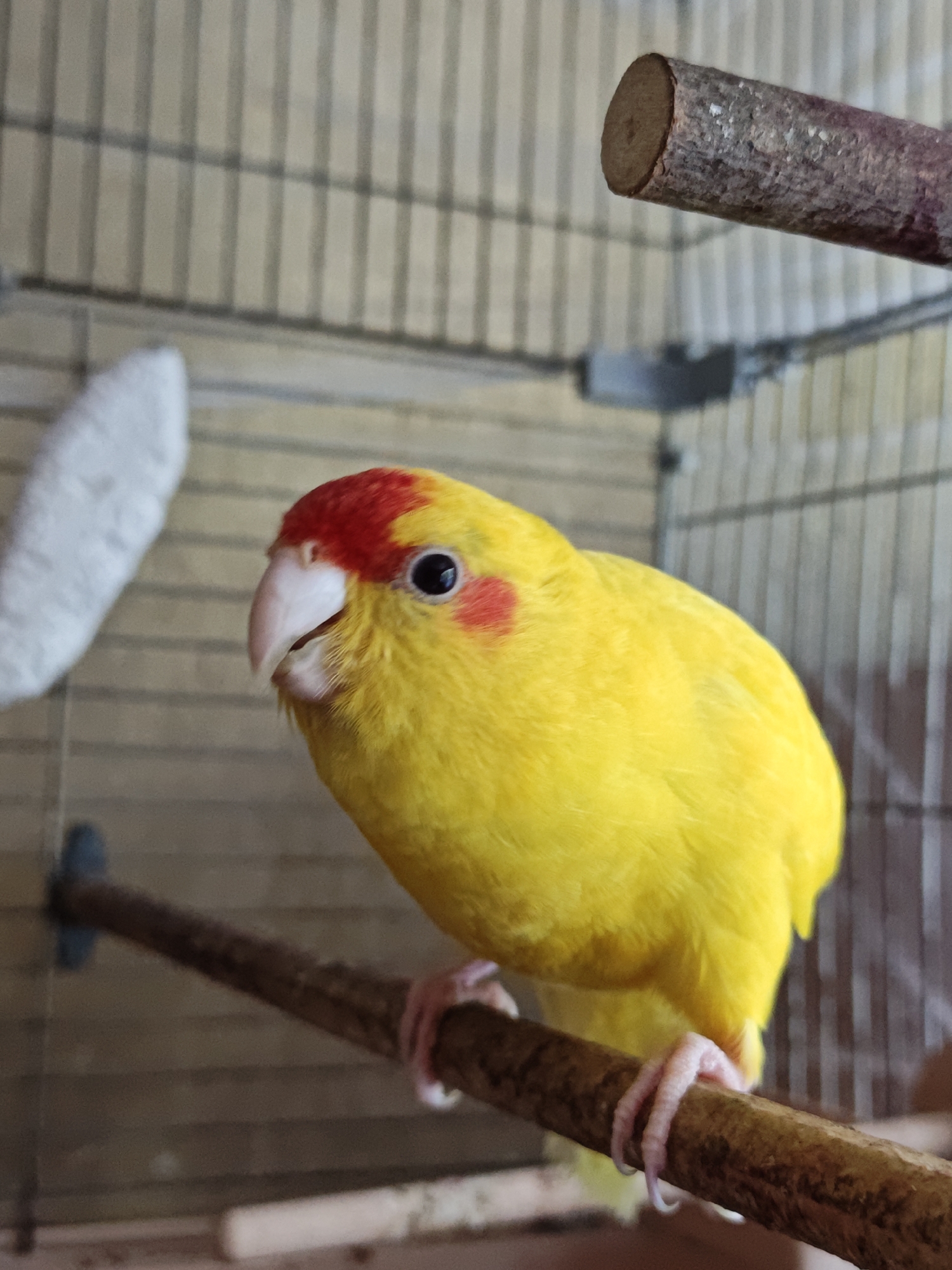 A bright yellow bird with a red patch on its head and red spots on its cheeks is perched on a wooden dowel inside a cage. The bird's beak is open, and its black eye is visible. The cage bars and other perches are visible in the background. There is a white fuzzy object to the left of the bird. The scene is indoors, and the lighting is natural, suggesting it may be daytime. There is no indication of the city of Yalta, Ukraine.