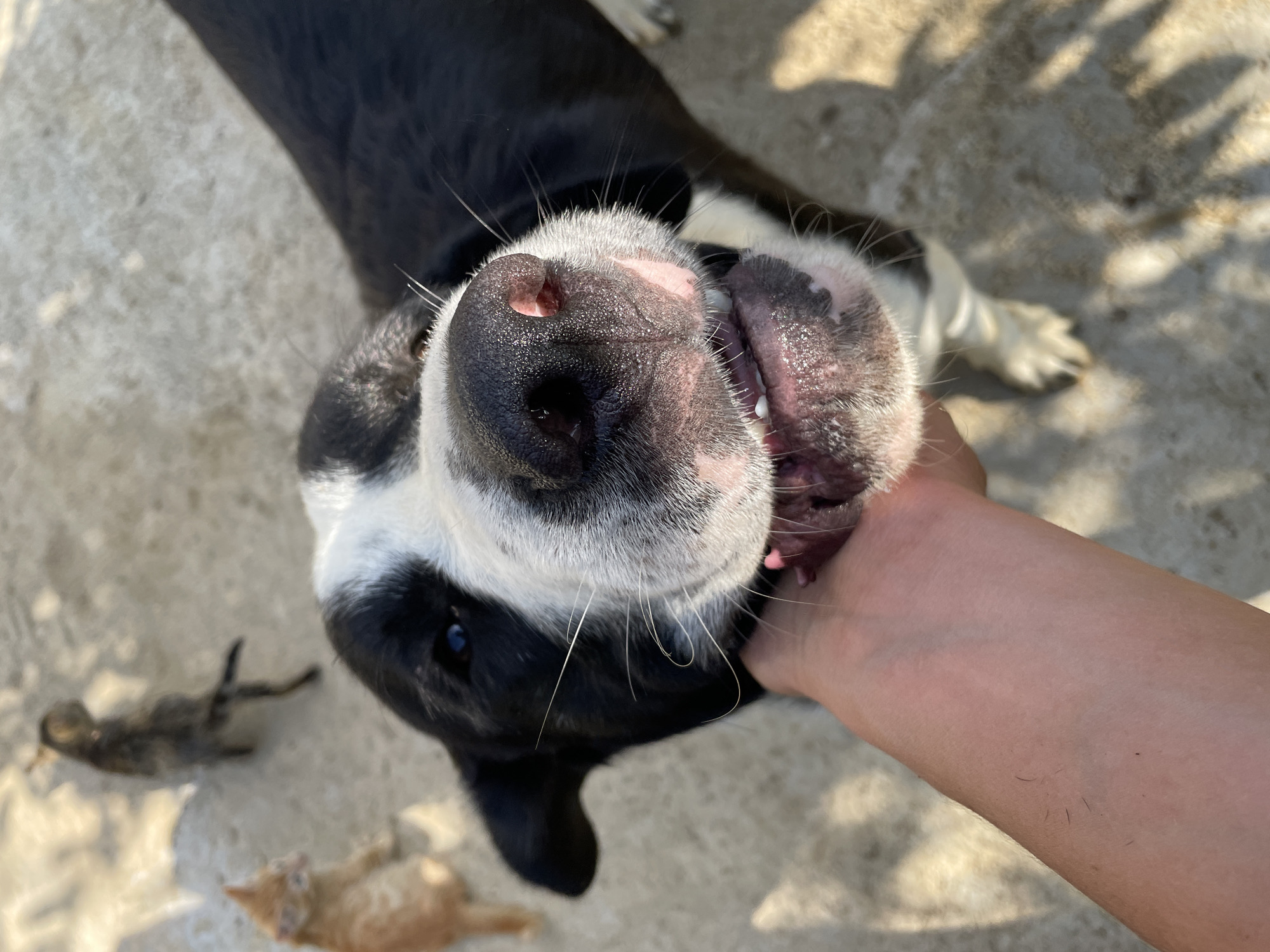 A close-up, eye-level shot captures a black and white dog's face being petted by a human hand. The dog's nose is prominent, with its mouth slightly open revealing teeth and gums. Two small kittens, one orange and one striped, are visible out of focus in the background on a light-colored, possibly concrete, ground surface. The scene appears to be outdoors, with dappled sunlight casting shadows on the ground. The image does not provide specific details to identify the location within Zlatograd, Bulgaria.