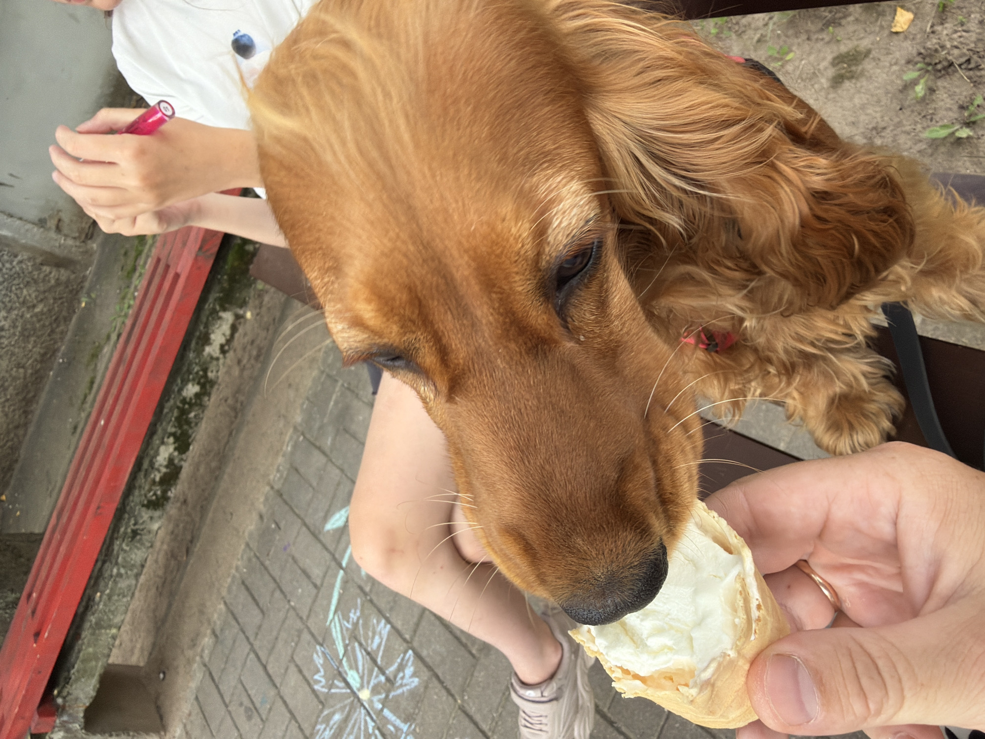 In Minsk, Belarus, a close-up shot captures an adult's hand holding a cone filled with white ice cream, offering it to a brown cocker spaniel. The dog's head and muzzle are in focus as it reaches for the treat. In the background, a person's legs are visible, with one leg adorned with a light-colored sneaker and the other crossed. A red bench is present behind them. The ground is paved with grey interlocking bricks, and a chalk drawing of a flower is visible on the pavement. The scene appears to be outdoors, possibly in a park or public space.