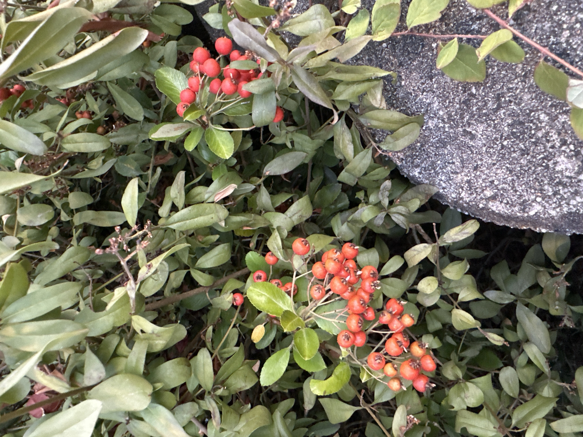 The image shows a close-up view of a pyracantha bush with bright red berries and green leaves, growing alongside a rough, grey stone surface. The bush is dense with foliage, and clusters of berries are visible throughout. The stone appears to be part of a garden feature or wall. The overall scene suggests an outdoor setting, possibly in a garden or park within Krefeld, Germany. There are no people or animals visible in the image.