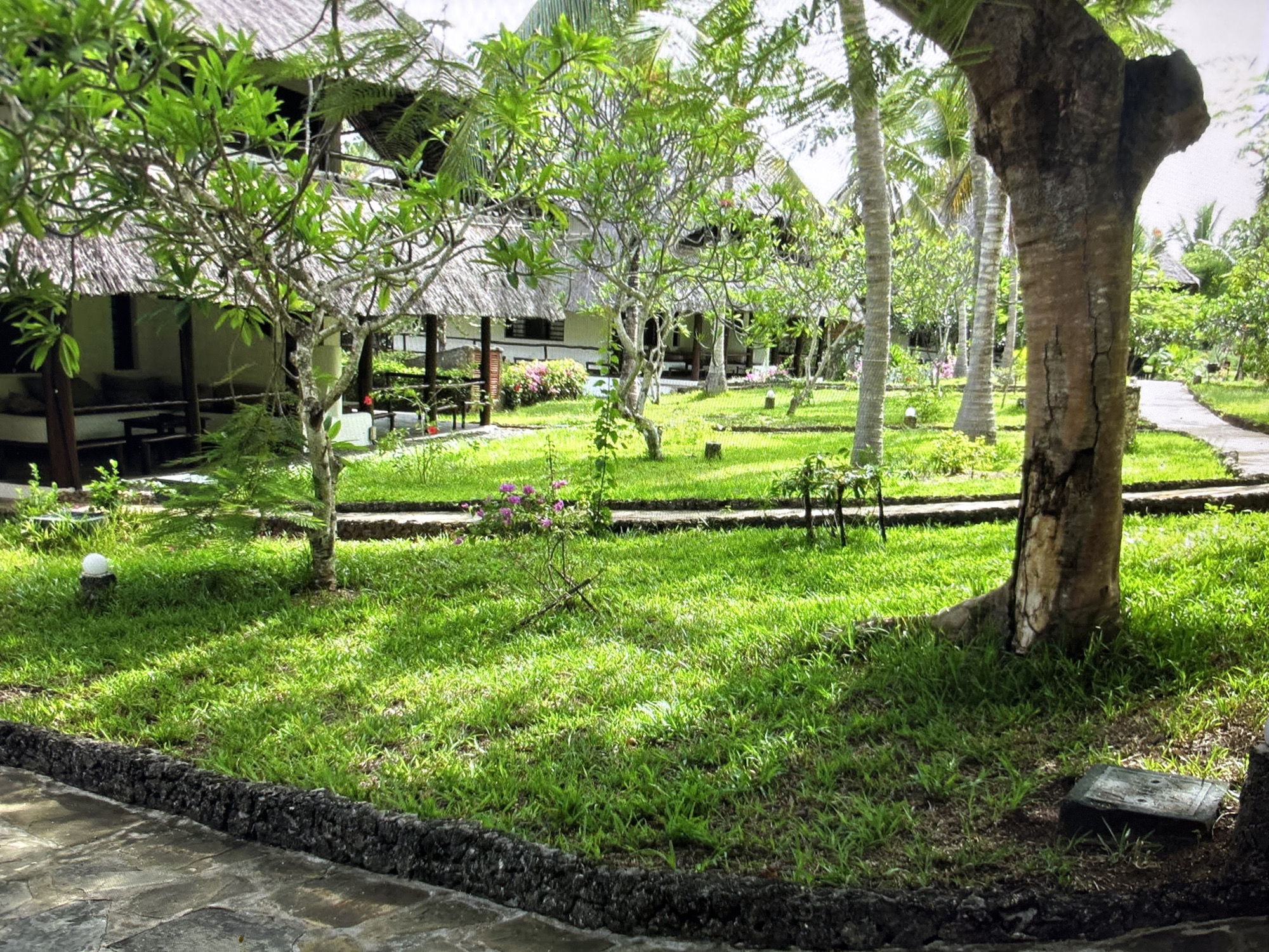 The image shows a lush green lawn with a stone pathway winding through it. Several trees, including palm trees and a large, gnarled tree in the foreground, dot the landscape. In the background, there are thatched-roof buildings, suggesting a resort or tropical setting. The scene is bathed in sunlight, casting shadows on the grass. The image does not contain any elements or clues that would place it in Sofia, Bulgaria.