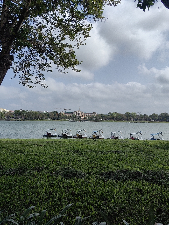 The image displays a daytime scene at a lake in Thuận Hóa Ward, Vietnam. The foreground consists of a densely vegetated expanse of manicured green grass. To the far left, the trunk and leafy canopy of a large tree are visible, partially framing the upper left quadrant of the image. Seven swan-shaped pedal boats are moored in a line at the water's edge. From left to right, their visible features include white bodies with accents of dark, beige, light blue, pink, red, and blue, respectively. The surface of the lake is calm. Across the lake, a city skyline is visible, featuring multiple buildings, including a prominent light-brown, multi-story structure with a distinct roofline, and two construction cranes. A line of trees borders the distant shore. The sky is partly overcast with a mix of white and grey clouds. No people are present within the frame.
