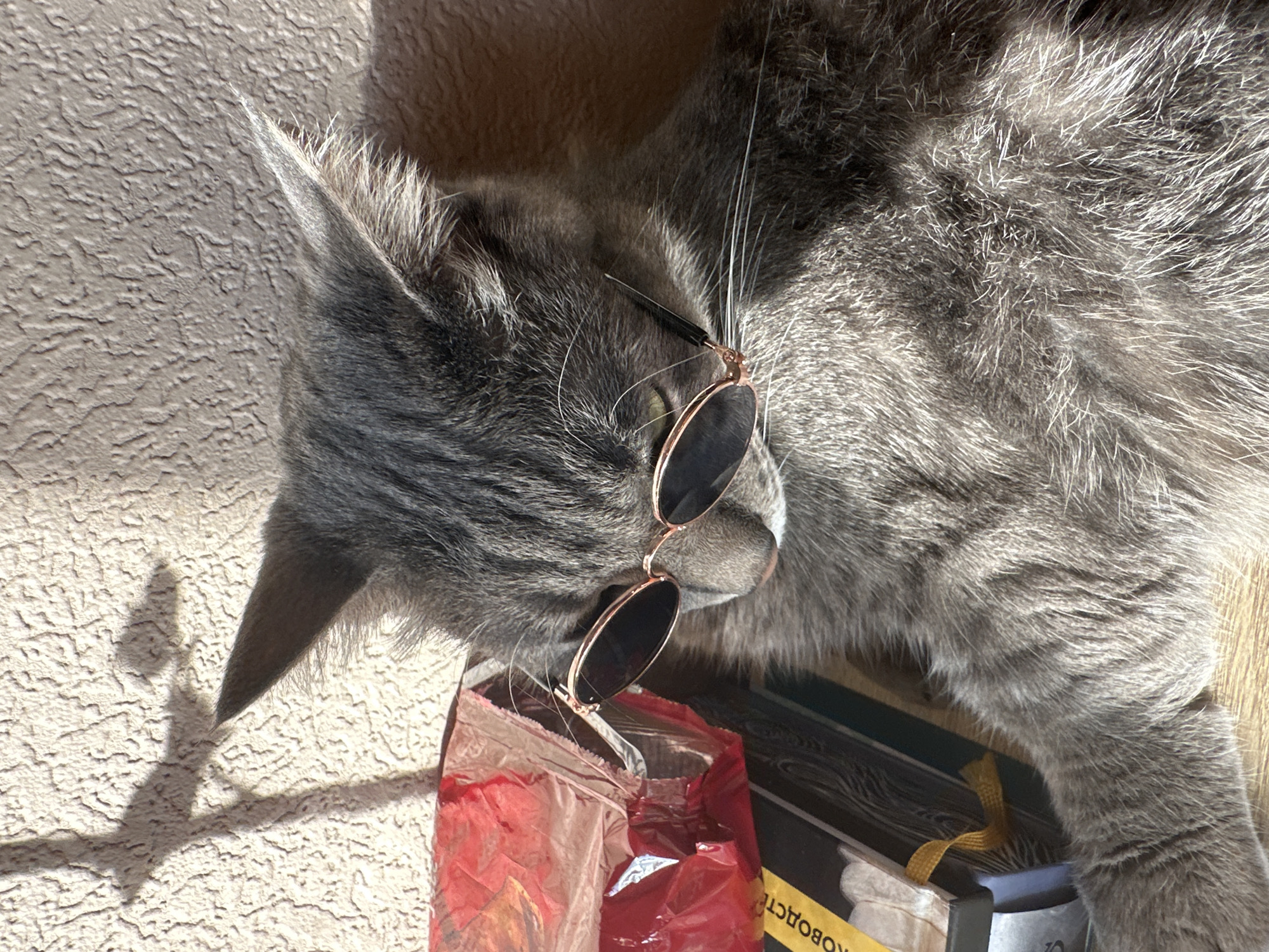A gray cat wearing sunglasses lies on a stack of books and a red package. A wall is in the background. The location is not discernible as Krasnoyarsk, Russia.