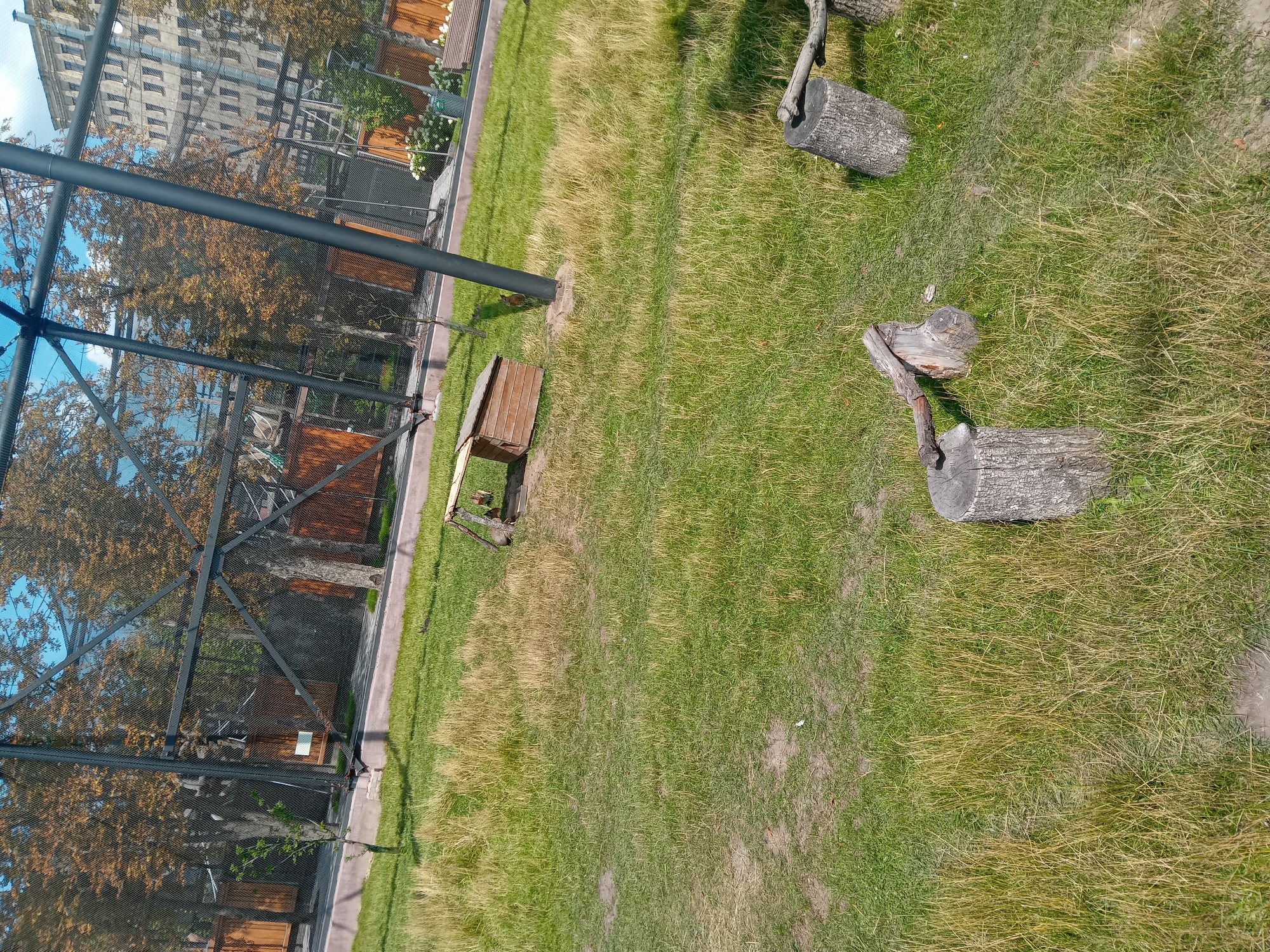 An outdoor enclosure with a large metal cage structure is visible, encompassing a grassy area with trees and a building in the background. The foreground features a wooden animal shelter, two tree stumps, and what appears to be an axe resting on one of the stumps. The cage is constructed with dark metal poles and mesh. The trees inside the cage have autumnal foliage. A multi-story building with numerous windows is visible beyond the enclosure. The grassy area appears somewhat overgrown in patches. This scene is located in the Kharkiv Zoo in Kharkiv, Ukraine.