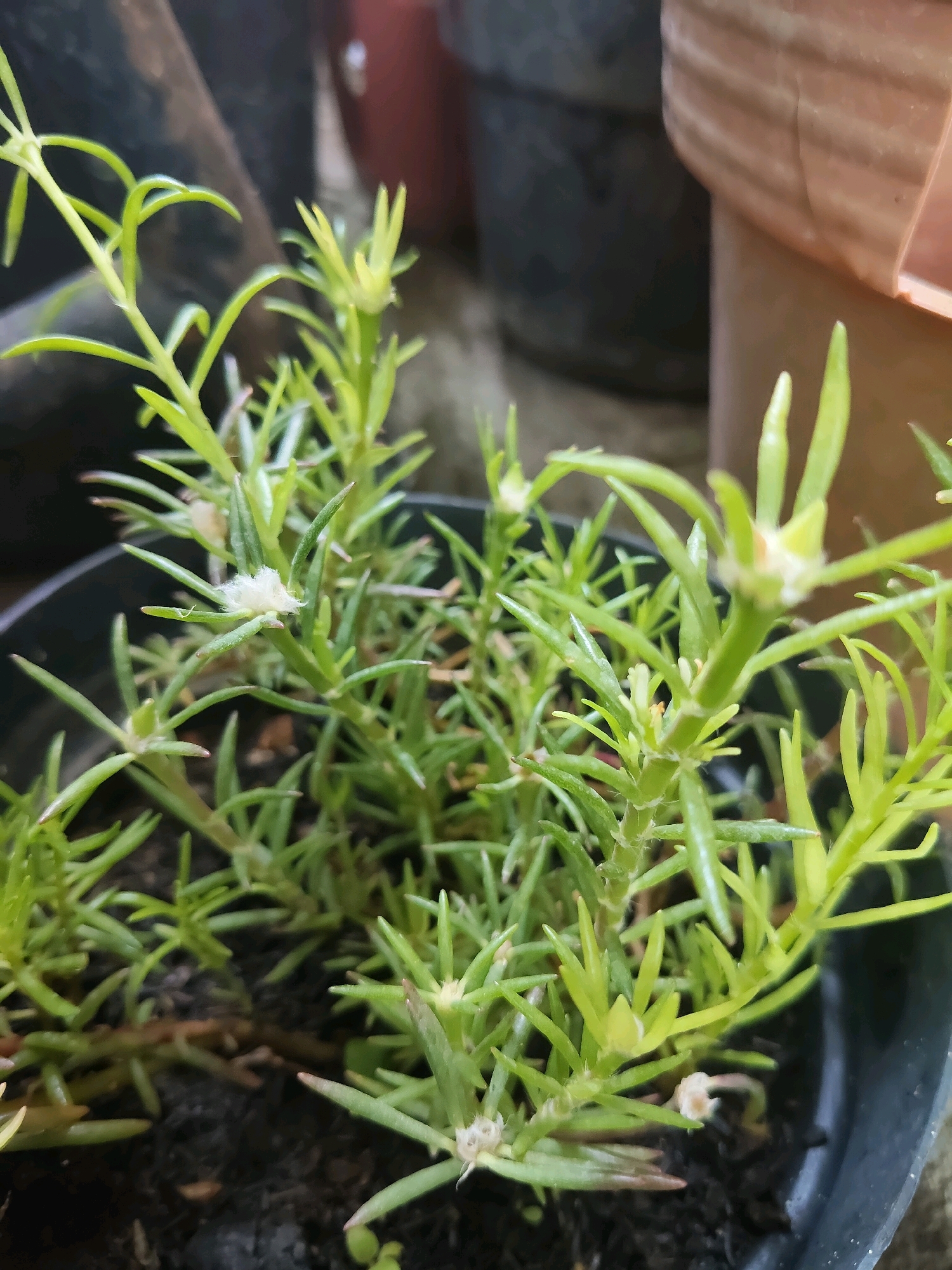 The image displays a close-up of a green, succulent-like plant with needle-shaped leaves, growing in a black plastic pot filled with dark soil. The plant has thin, branching stems, and some of the tips appear to be budding or have small white, fuzzy structures. The background is out of focus, showing dark, blurred shapes that suggest other plants or pots, and a textured, light brown surface, possibly a terracotta pot. The lighting is soft, highlighting the green foliage and creating subtle shadows. The scene appears to be outdoors, likely in a garden or patio setting in Kupang, Indonesia, given the mention of this location. There are no people or animals visible in the image, and the focus is solely on the plant.