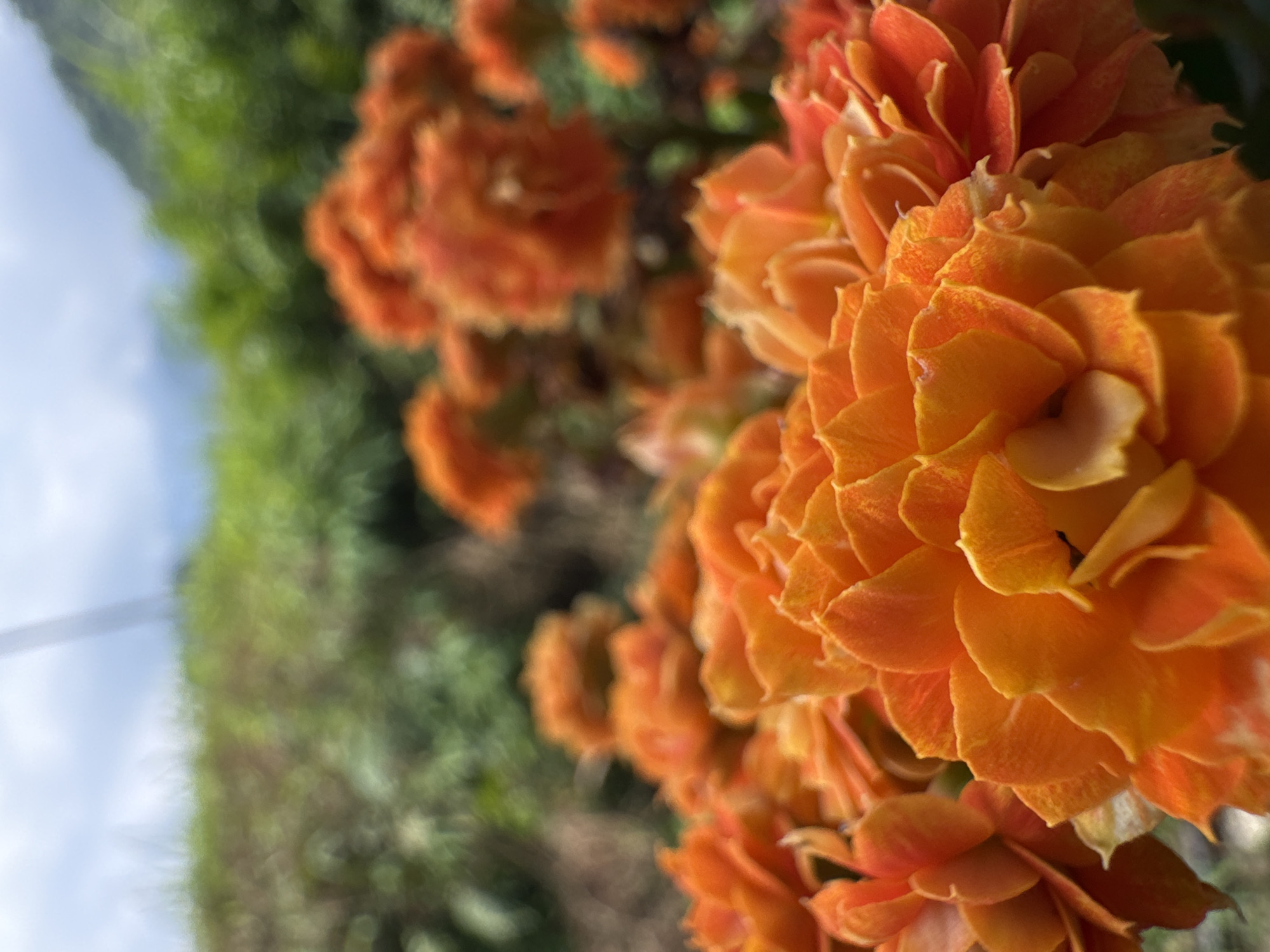 The image displays a close-up, vibrant outdoor scene, heavily featuring a cluster of richly colored orange flowers dominating the right side of the frame. These flowers are composed of numerous densely packed, ruffled petals, exhibiting a bright, warm orange hue with subtle variations including lighter, yellowish-orange tones.
The background is softly blurred, with a significant portion of lush green foliage occupying the mid-ground and extending towards the left. Above this greenery, a patch of light blue sky, speckled with hints of white clouds, is visible in the upper-left corner.
The photograph employs a shallow depth of field, sharply focusing on the intricate details of the foreground flowers while rendering the background into a soft bokeh, which accentuates the main subject. The scene depicts a static natural environment, likely a garden or wild flora in Du Già Commune, Vietnam. The time of day appears to be daytime, under clear or partly cloudy weather conditions. No specific activity is taking place, and no text is visible in the image.
