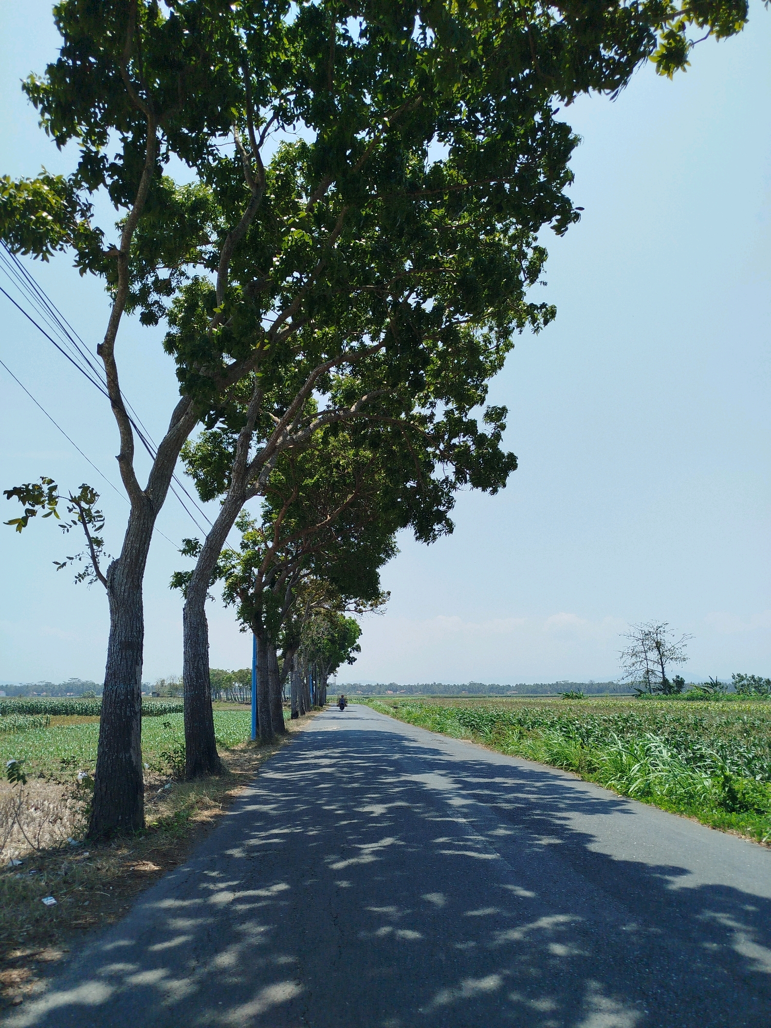 The image depicts a rural road in Tanjungsari, Indonesia, lined with tall trees on the left side, casting dappled shadows on the asphalt. The road stretches into the distance, where a lone motorcyclist is visible. To the right of the road, a field of green crops, likely corn, extends to the horizon, bordered by a line of trees. The sky is clear and blue, with a few faint clouds. The scene suggests a bright, sunny day in a tropical agricultural landscape.