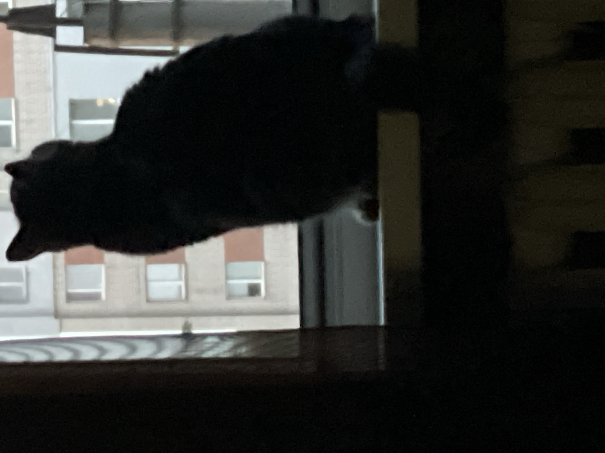 A dark-furred cat sits on a windowsill, facing away from the camera and looking out a window. Outside the window, a multi-story building with many windows is visible, suggesting an urban environment. The cat's silhouette is prominent against the lighter background. The scene appears to be indoors, with a curtain visible on the left side of the frame and what looks like a radiator below the windowsill. The image quality is somewhat grainy, obscuring finer details. The exact location within Cherkasy, Ukraine, cannot be determined from the visual information provided.